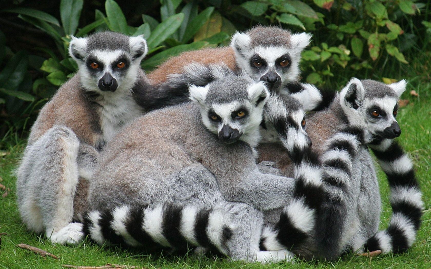 1680x1050 Lemurs Wallpaper Lemurs Animals Wallpaper in jpg format for free, Desktop