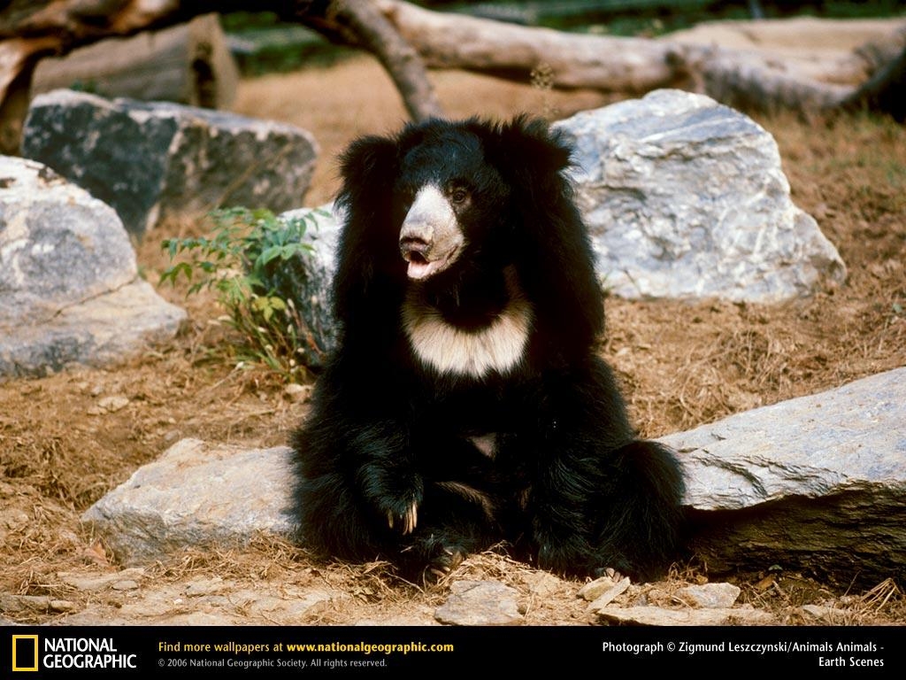 1030x770 Sloth Bear Wallpaper, Desktop