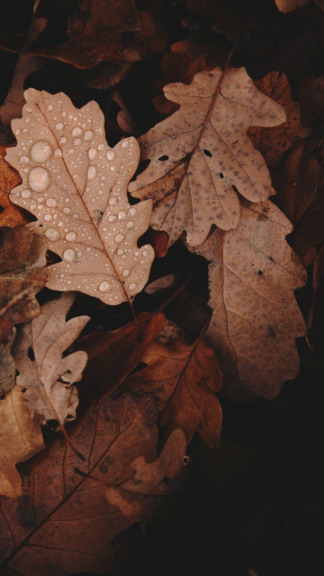 1080x1920 Download Light Brown Aesthetic Dried Leaves Wallpaper, Phone