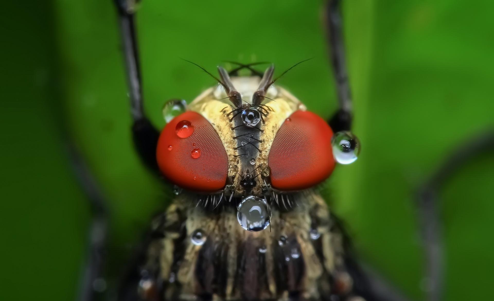 1920x1170 Housefly with Red Eyes, Desktop