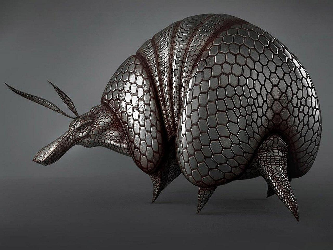 1280x960 Armadillo HD Wallpaper and Background Image, Desktop