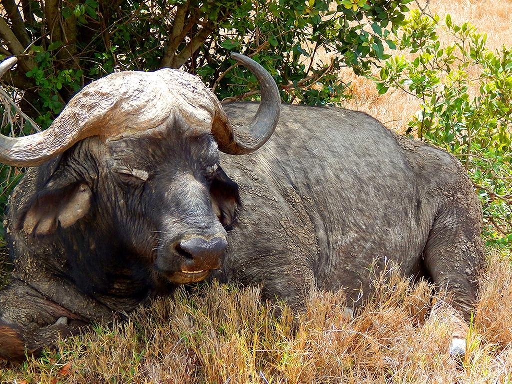 1030x770 African Buffalo Wallpaper 19 X 768, Desktop