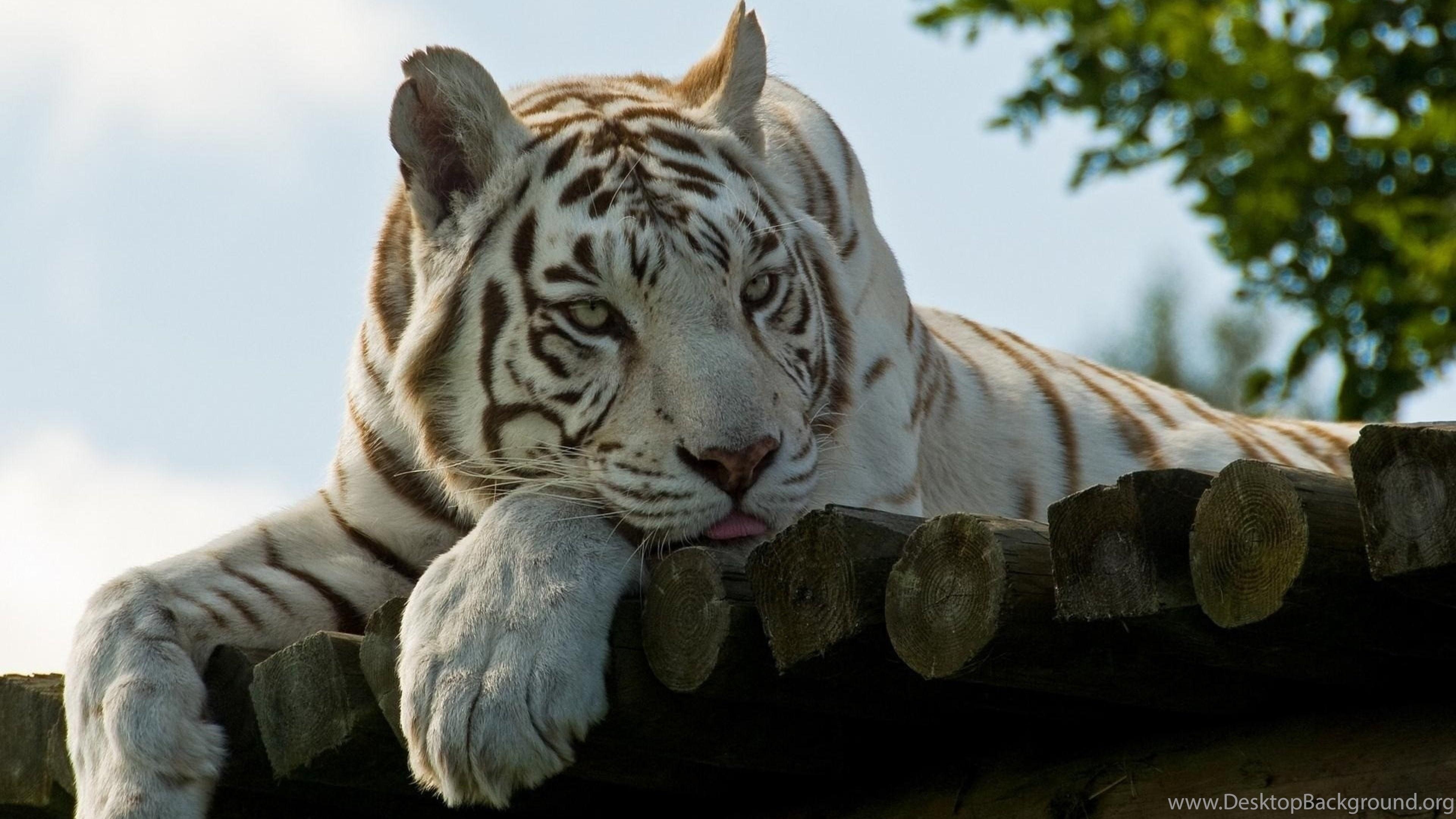 3840x2160 4K Ultra HD White Tiger Wallpaper HD, Desktop Background, Desktop