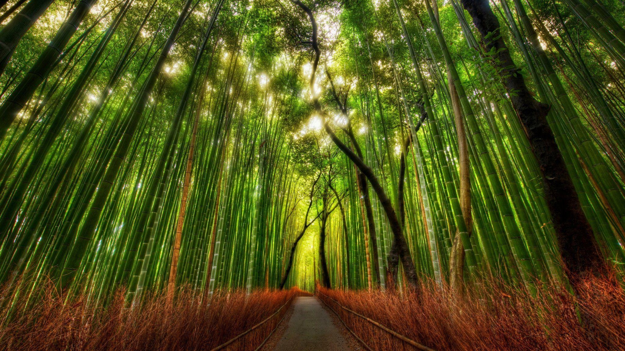 2050x1160 Bamboo Forest Kyoto Japan. Bamboo. Bamboo forest japan, HDR, Desktop