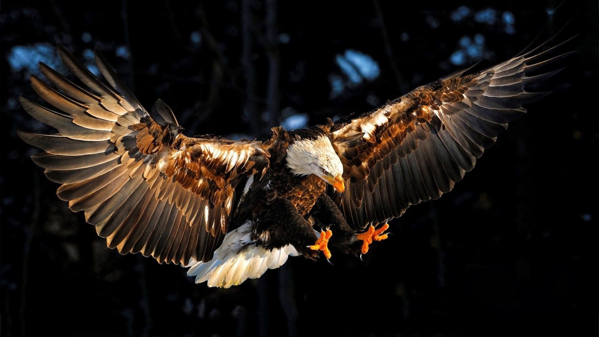 1920x1080 Cool Eagle Wallpaper Free Cool Eagle Background, Desktop