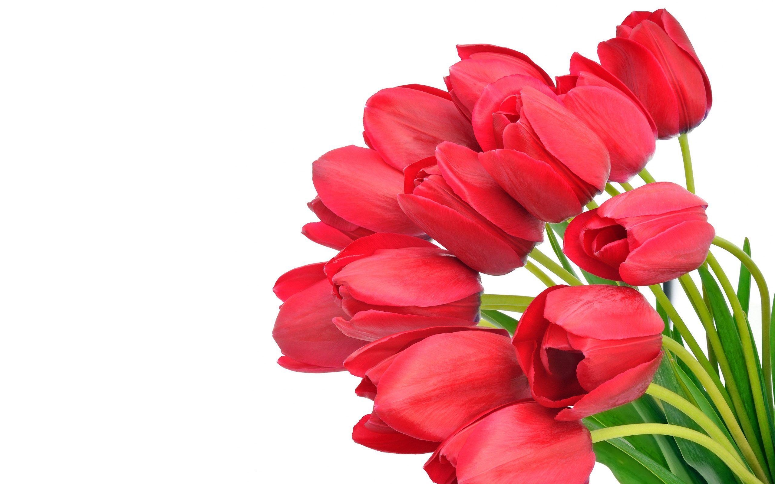 2560x1600 Flowers For > Red Tulips Wallpaper, Desktop