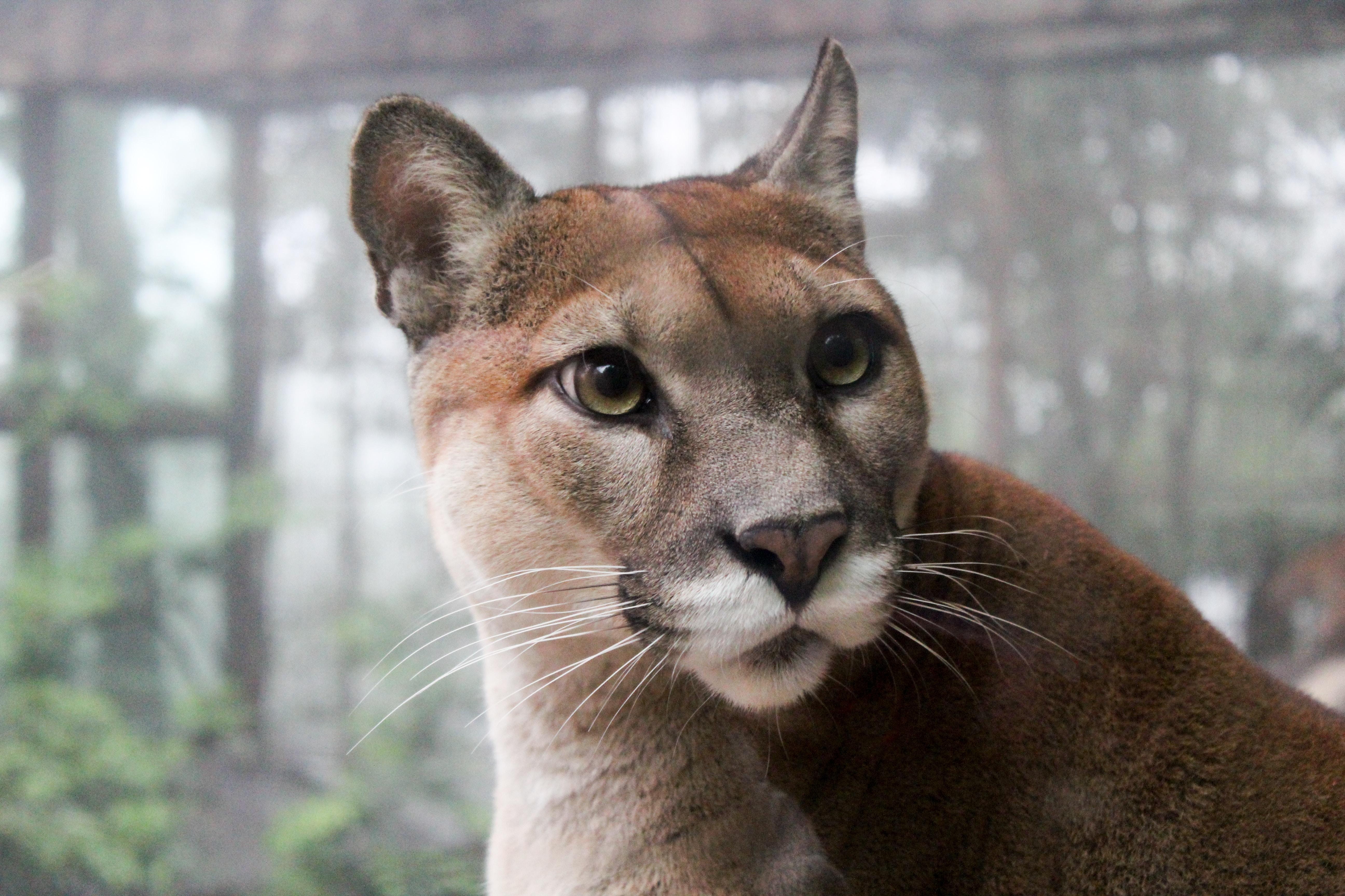 5190x3460 Puma Picture [HD]. Download Free Image, Desktop