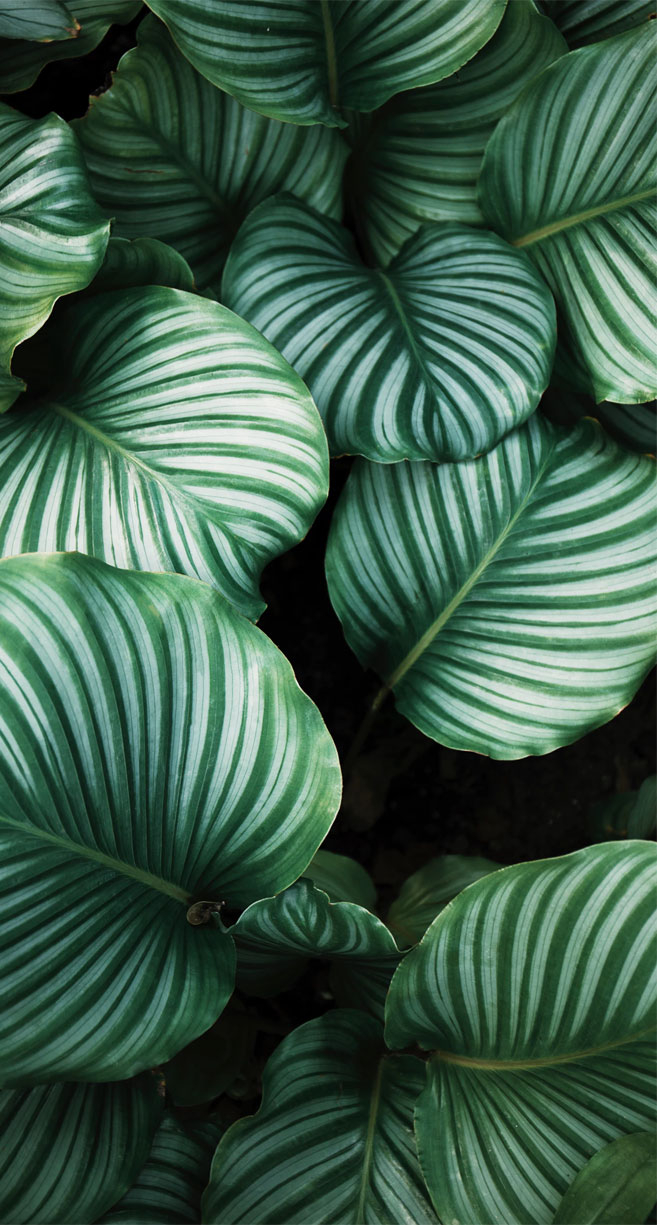 660x1230 Green leaves Wallpaper, Phone