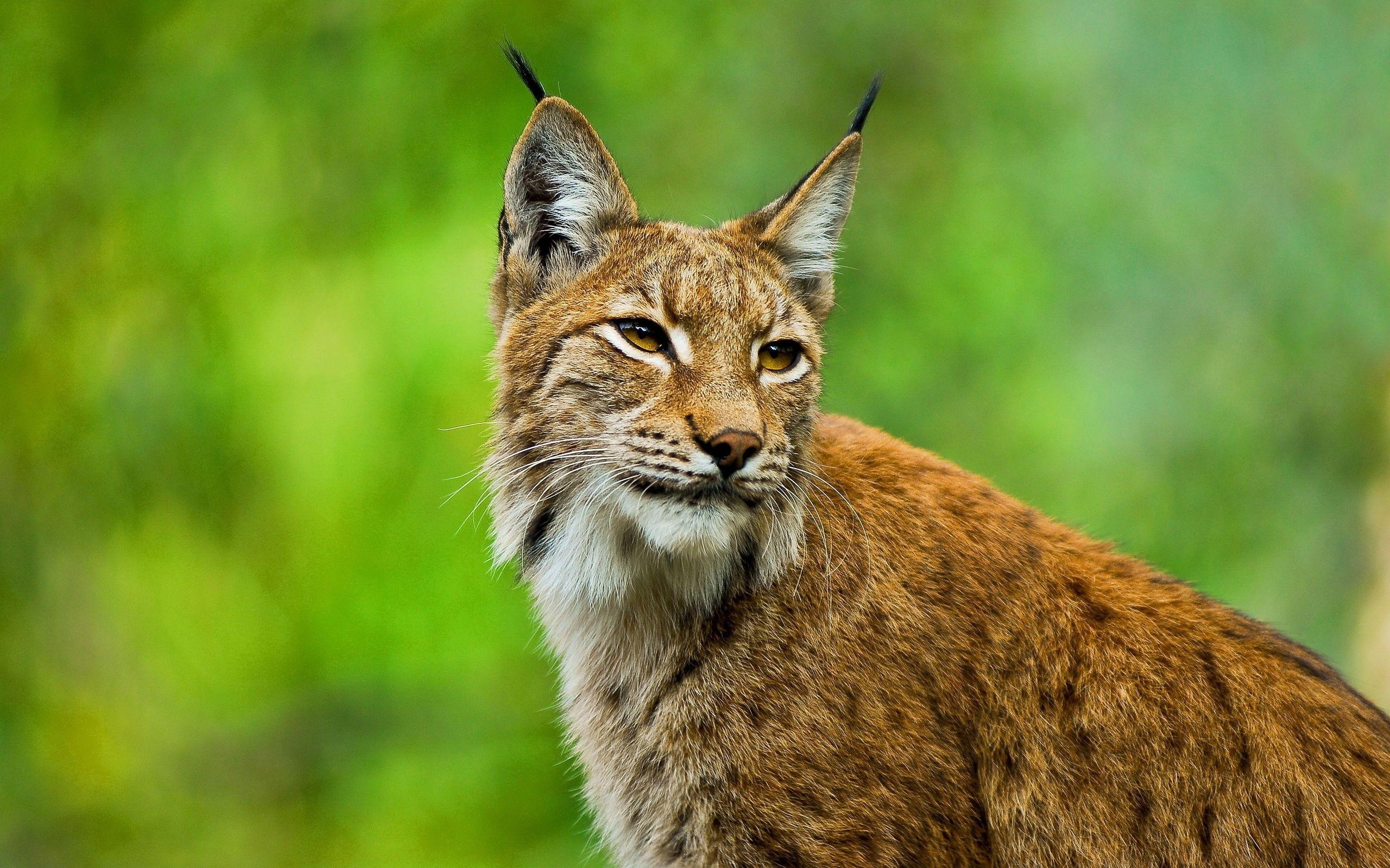 2560x1600 Bobcat HD Wallpaper and Background Image, Desktop