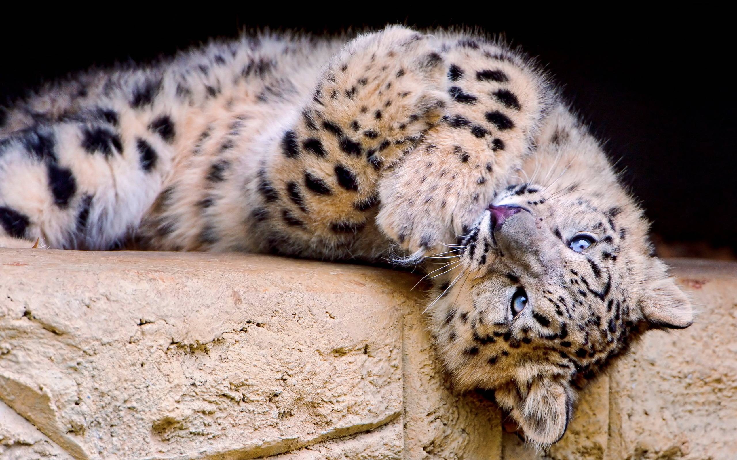 2560x1600 Playful Snow Leopard widescreen wallpaper. Wide, Desktop