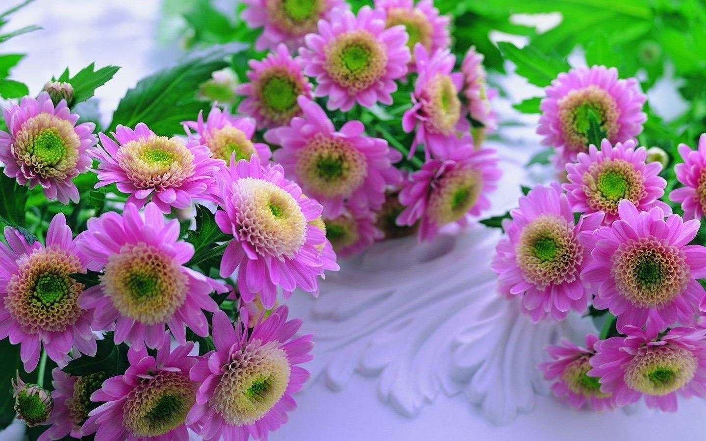 1440x900 Pretty Flower Wallpaper Background, wallpaper, Pretty Flower, Desktop