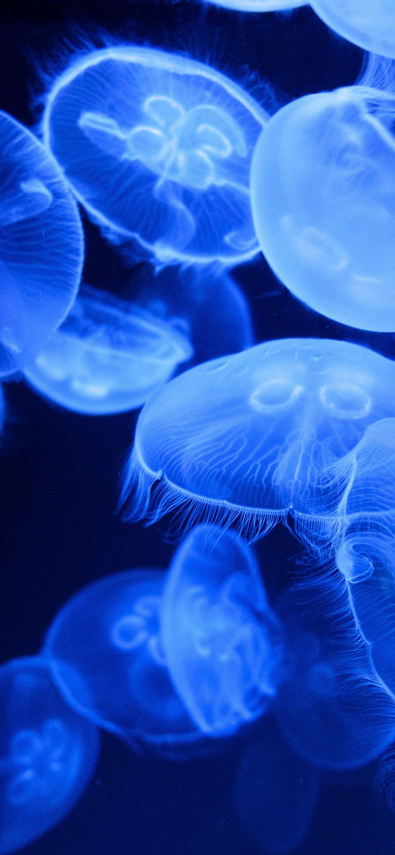 1290x2780 Blue Jellyfish Wallpaper 4K, Aquarium, Underwater, Glowing, Phone