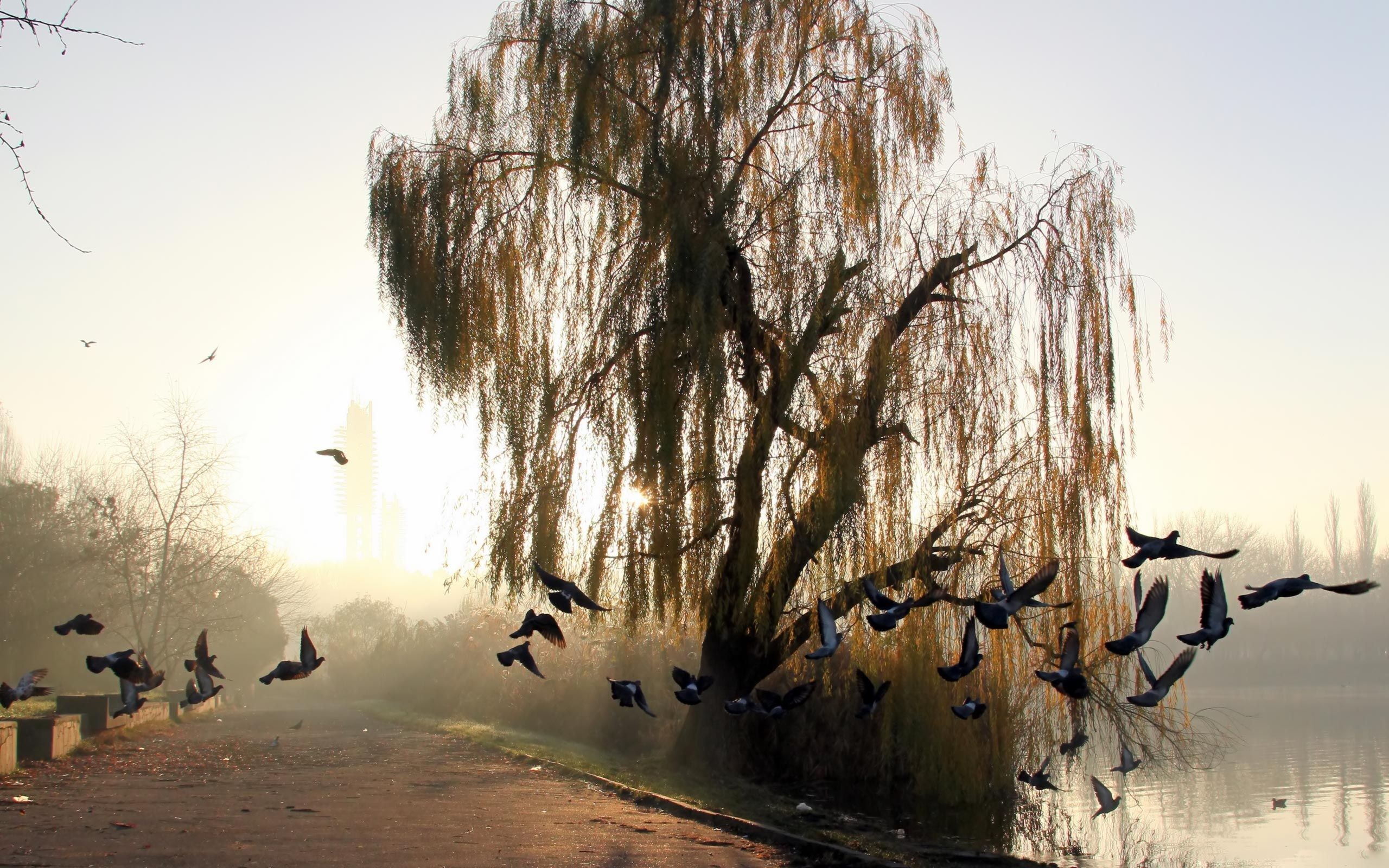 2560x1600 Weeping willow by the pond download. Weeping willow, Willow tree, Weeping willow tree, Desktop