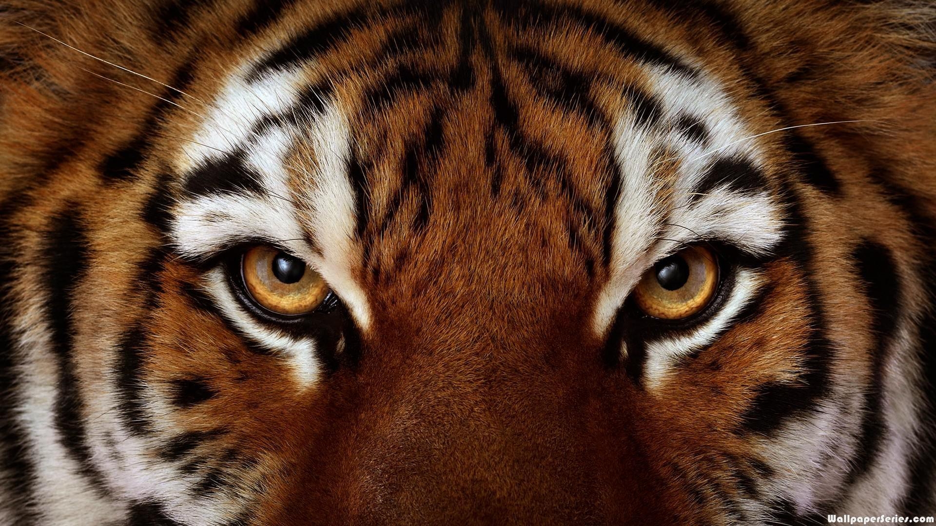 1920x1080 HD Angry Tiger Face Eyes Wallpaper, Desktop