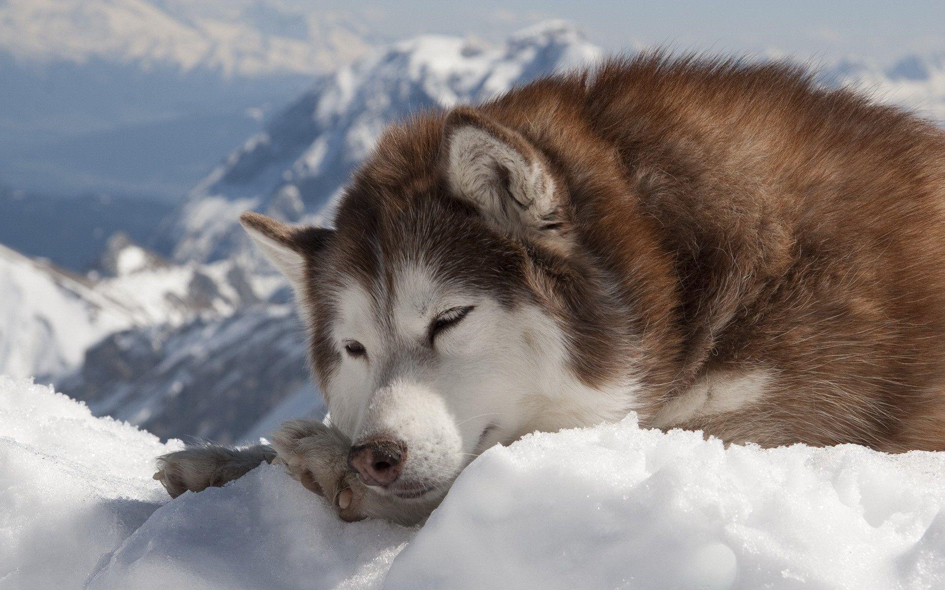 1920x1200 Siberian Husky Wallpaper 13931  px, Desktop