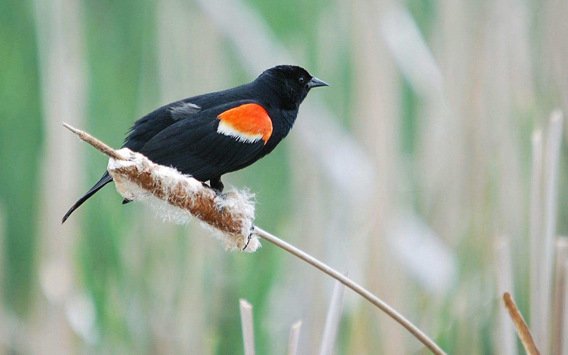 1920x1200 Red Winged Blackbird HD Wallpaper, Desktop