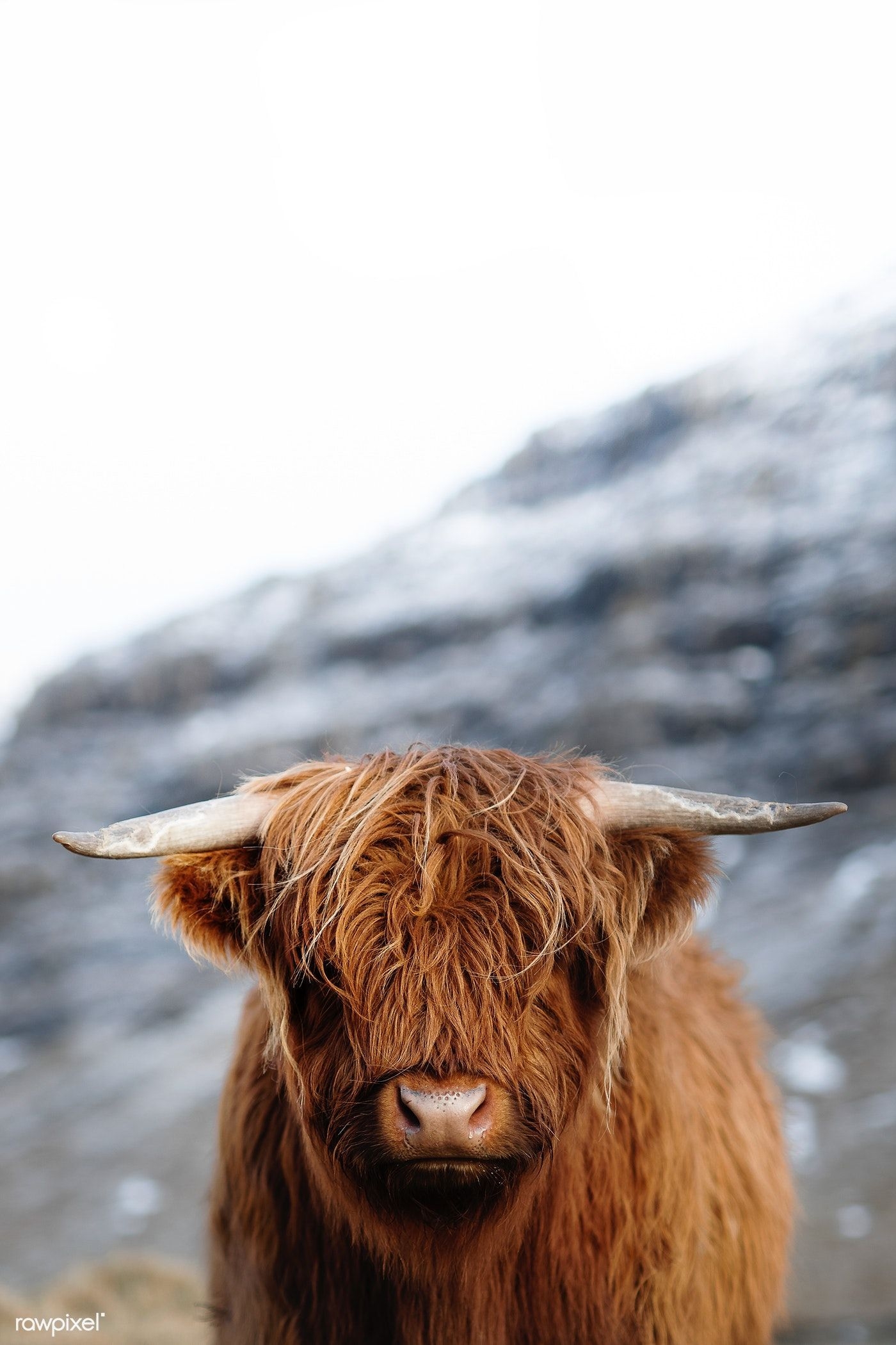 1400x2100 Download premium image of Scottish highland calf in the field 2208650. Scottish highland calf, Highland calf, Highland cow print, Phone