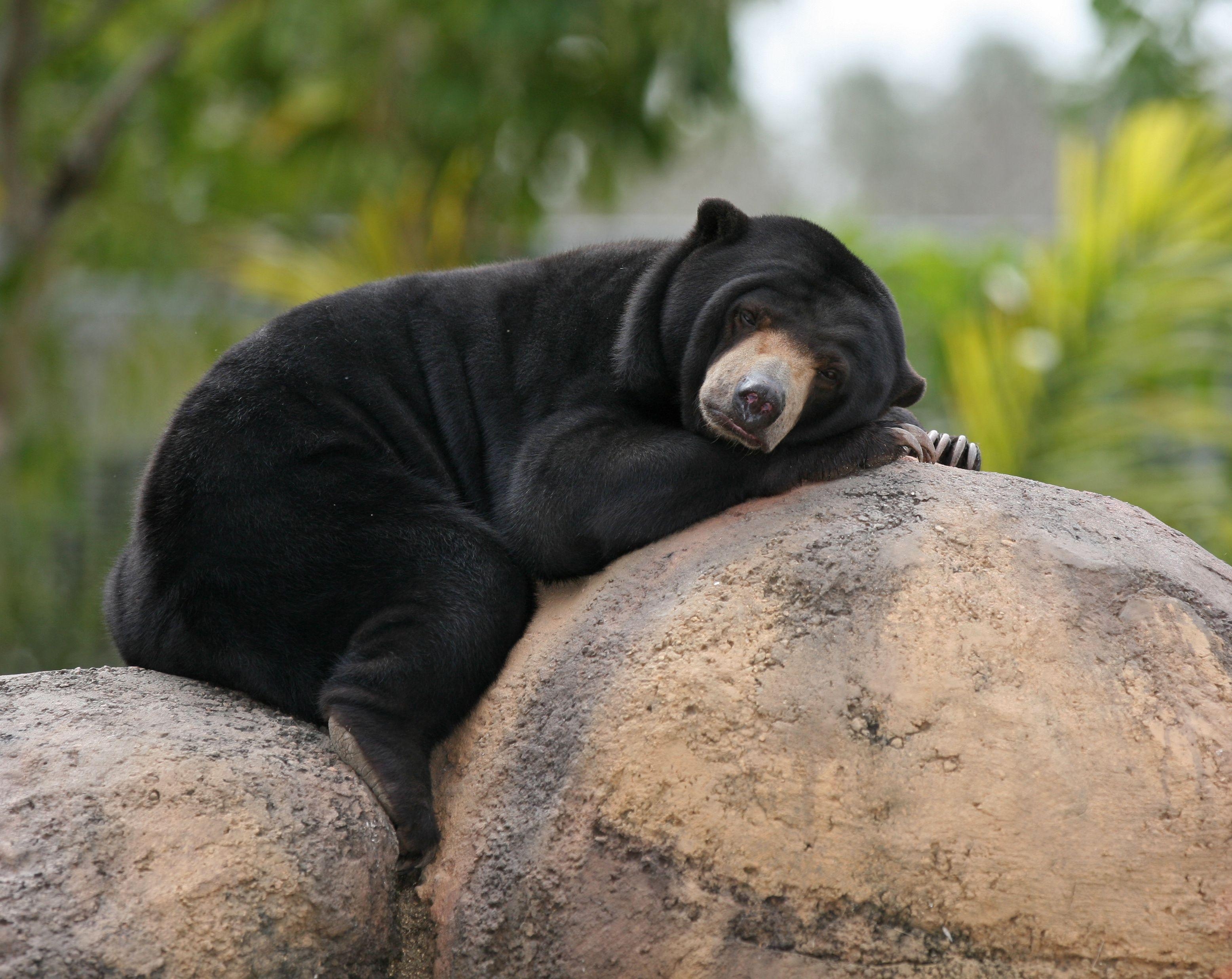 3120x2480 Malay Bear. ♉ BEARS ♉. Malayan sun bear, Bear, American, Desktop