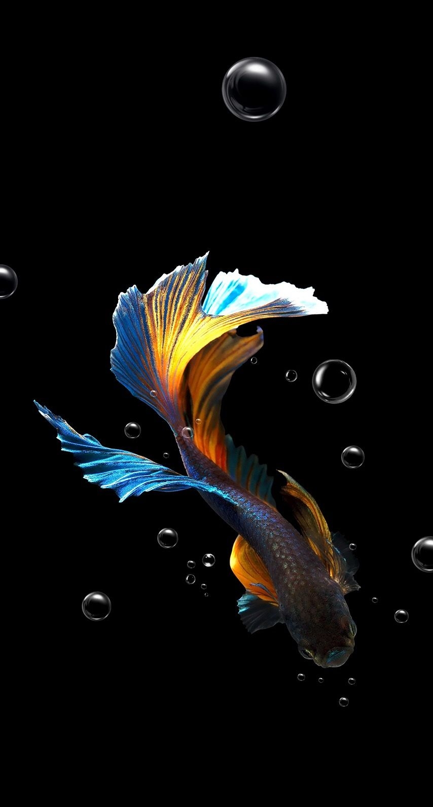 860x1590 Hd phone wallpaper unlimited free wallpaper. Fish wallpaper, Fish drawings, Fish art, Phone