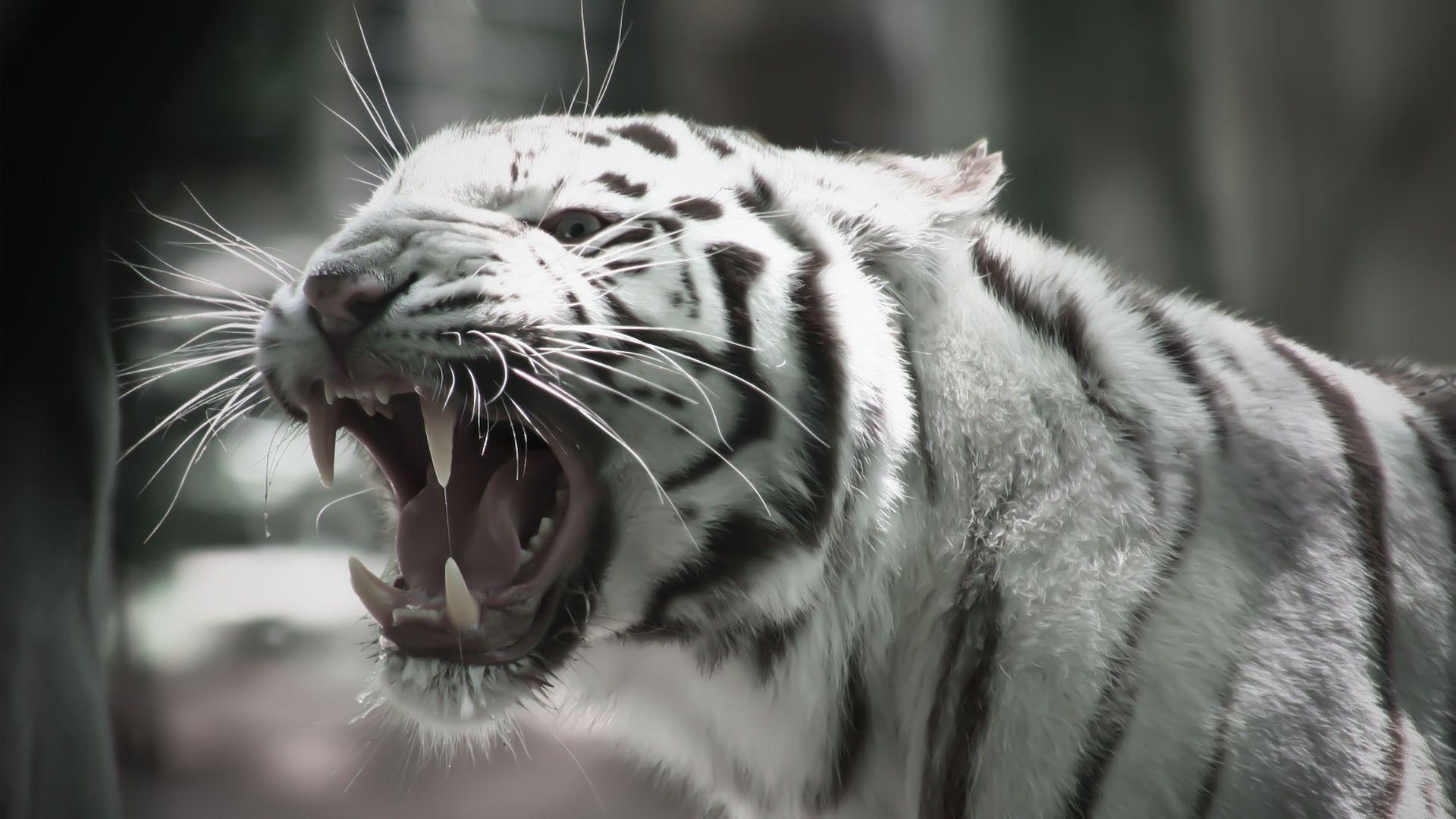 1920x1080 Tiger Wallpaper 3D Phone. Animals Wallpaper. Tiger, Desktop