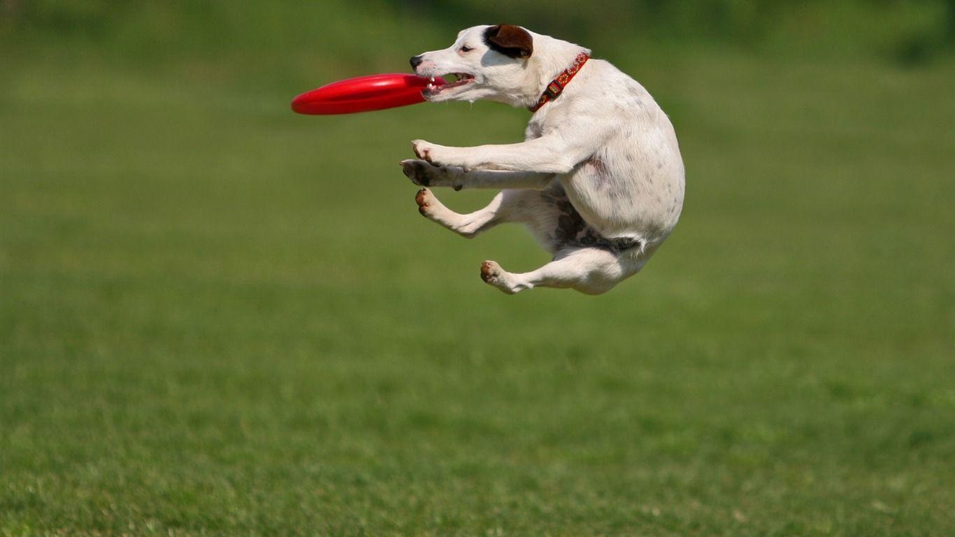 1370x770 Bouncing Ball Funny Dog Wallpaper Wallpaper Download, Desktop