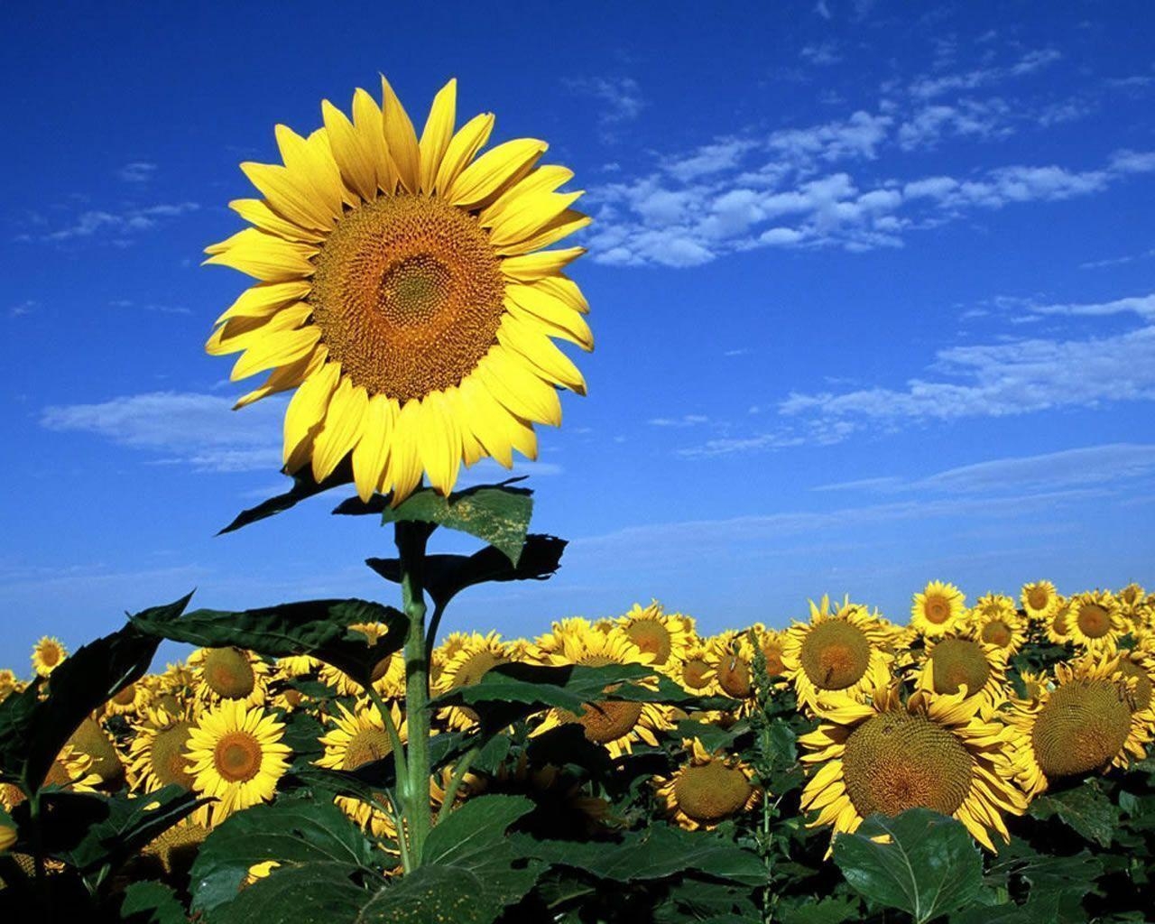 1280x1030 Beautiful Yellow Flowers Wallpaper. Flowers Picture. Flowers, Desktop