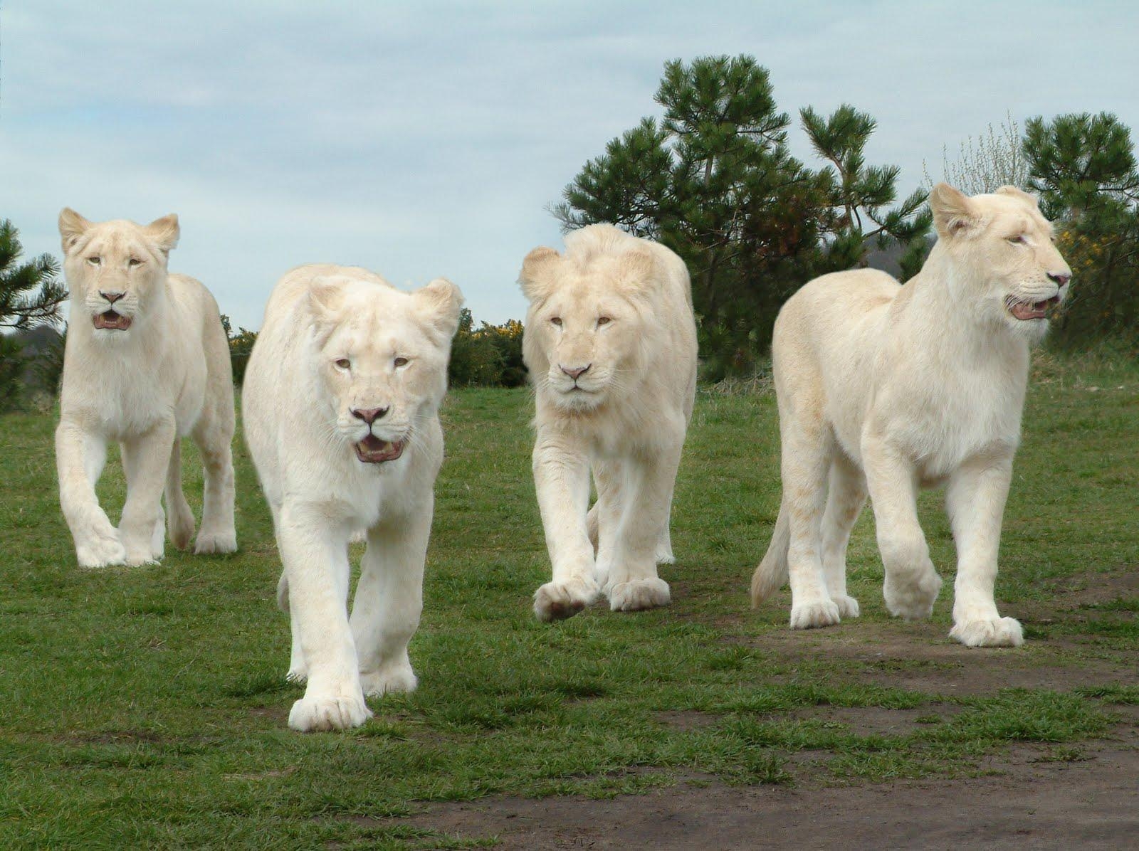 1600x1200 White Lion HD Wallpaper 12 Planent, Desktop