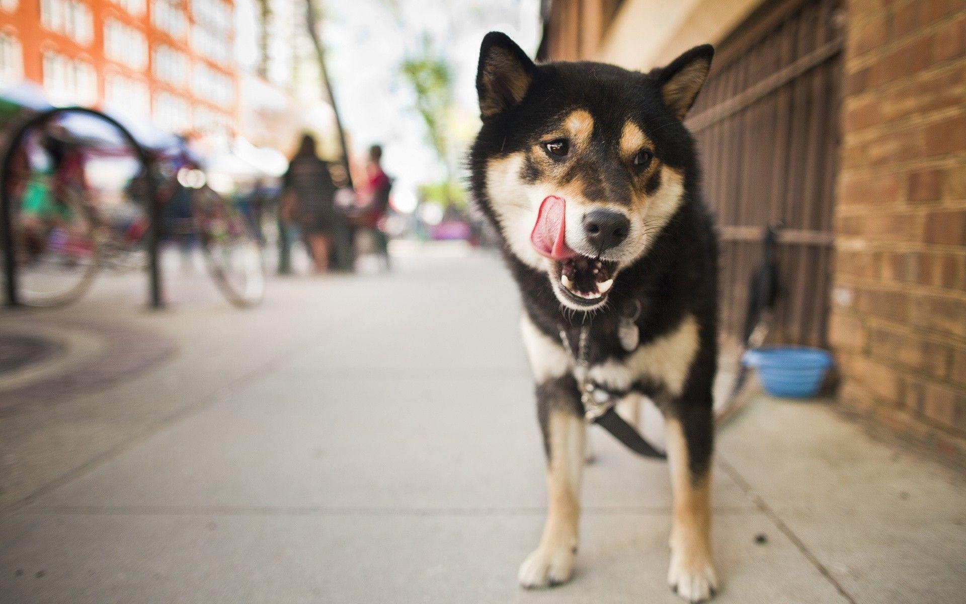 1920x1200 Shiba Inu Close Up Wallpaper. Shiba Inu Close Up, Desktop