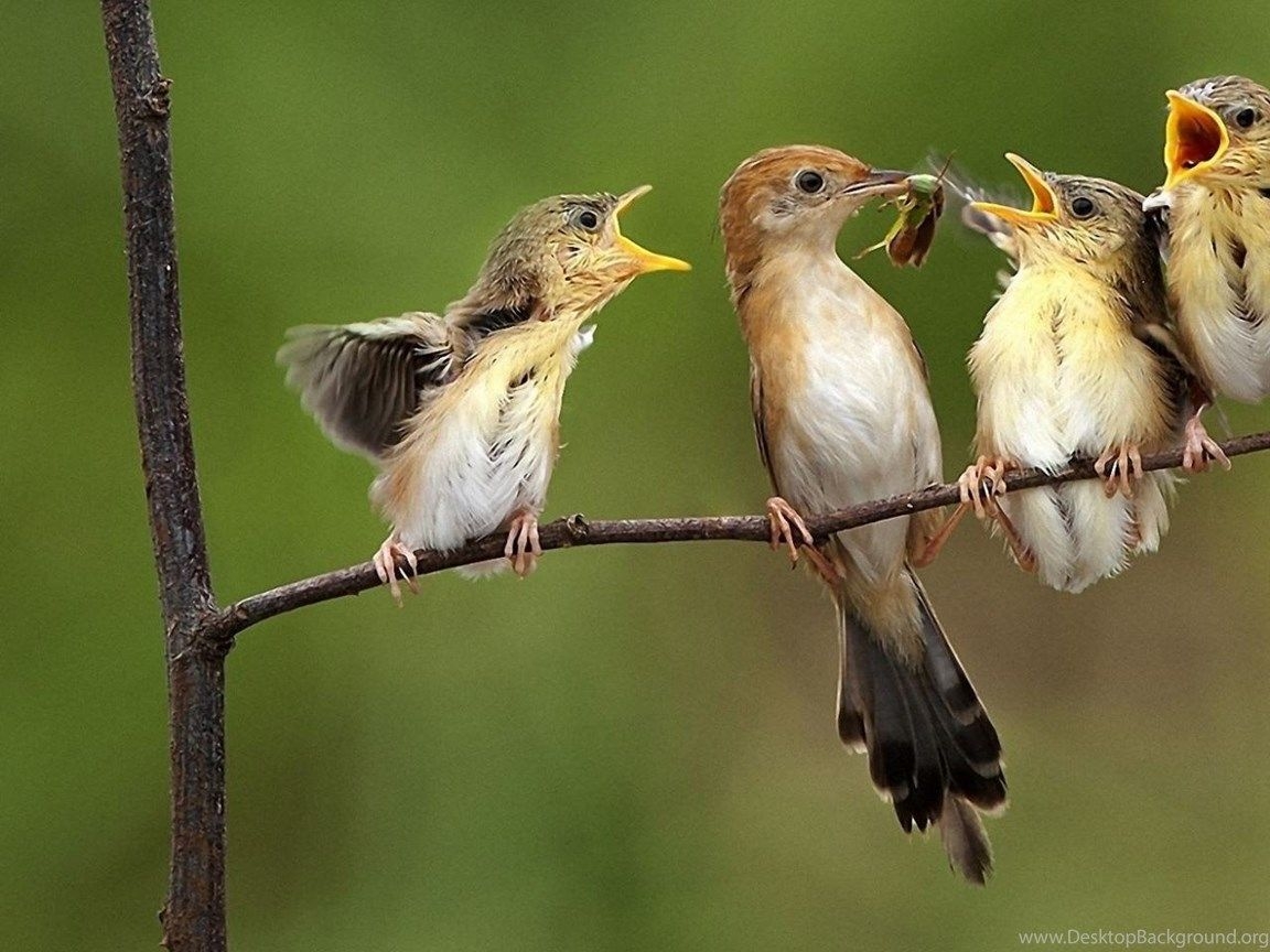 1160x870 Wallpaper Nature Birds Desktop Background, Desktop