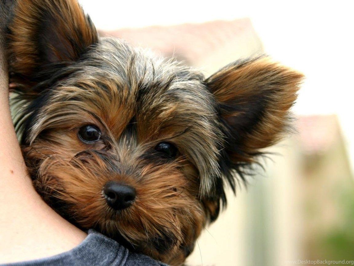 1160x870 Wallpaper HD Yorkie Puppies Dogs Yorkie Wallpaper Puppies, Desktop