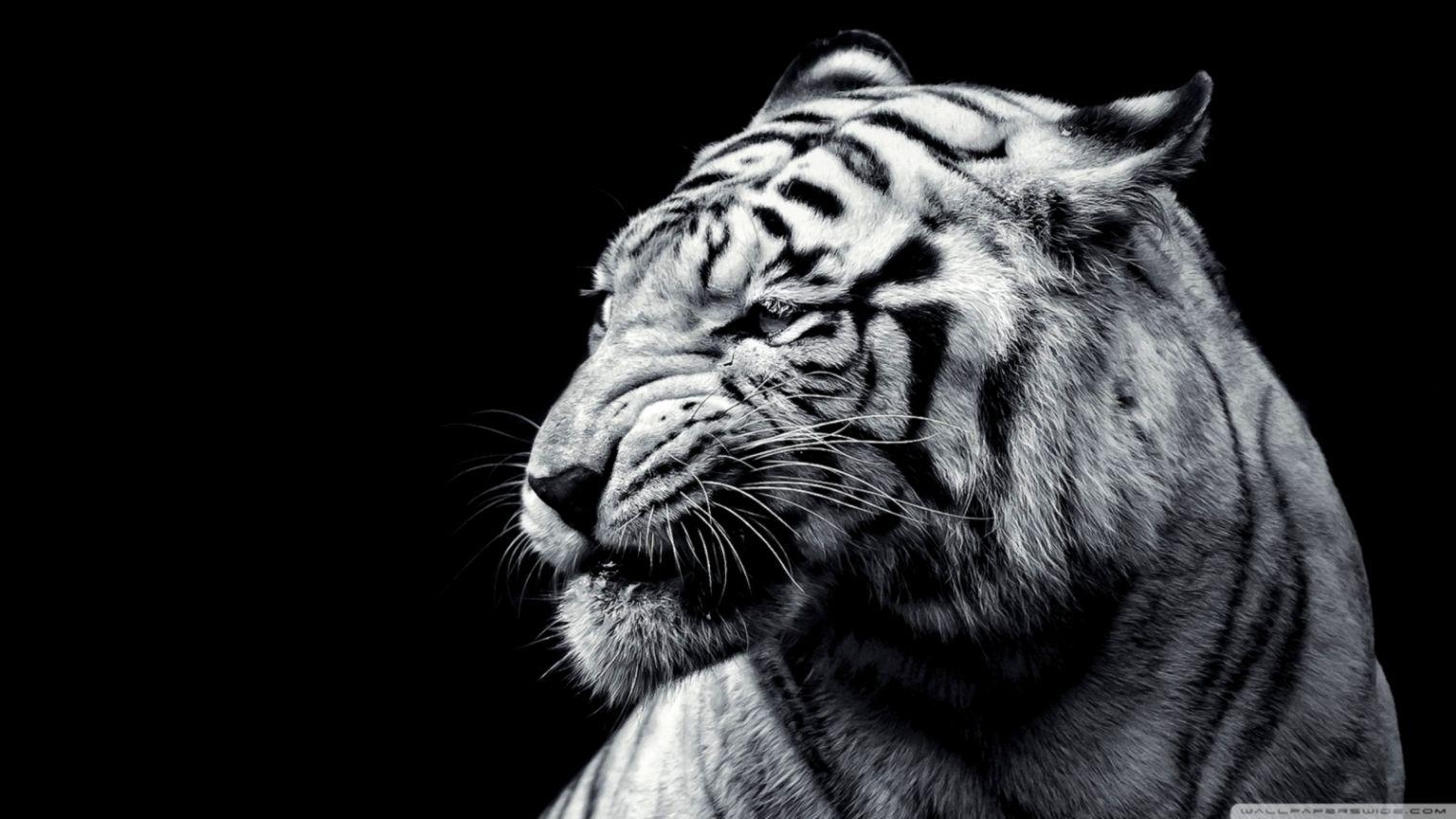 1520x860 Black Tiger Wallpaper, Desktop