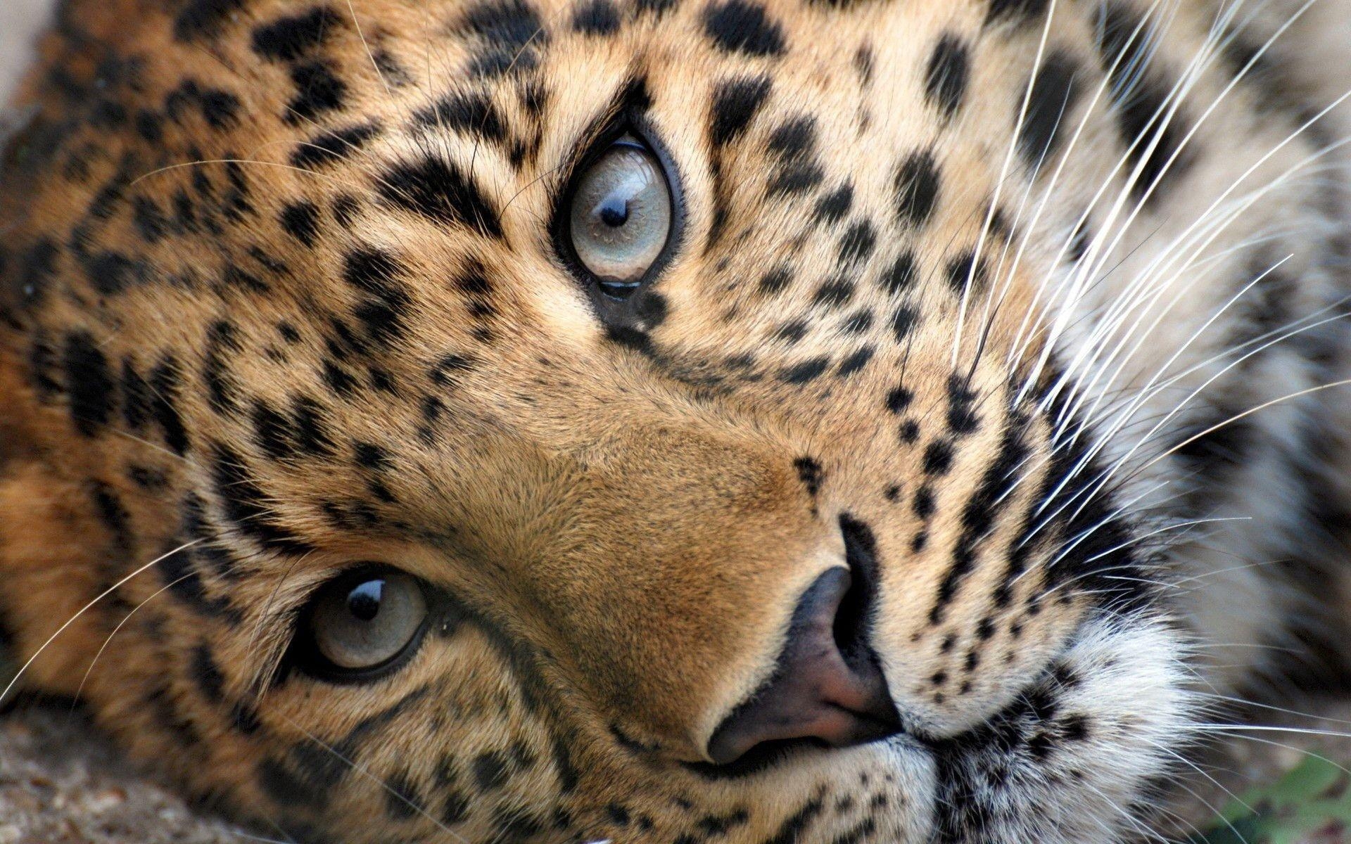 1920x1200 Big Cats Animals Wallpaper, Desktop