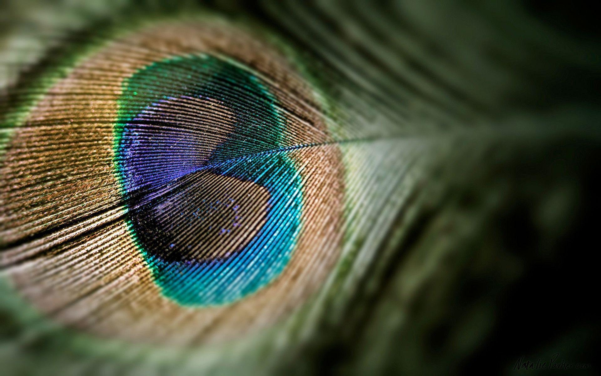 1920x1200 Peacock Feather Wallpaper Full HD, Desktop