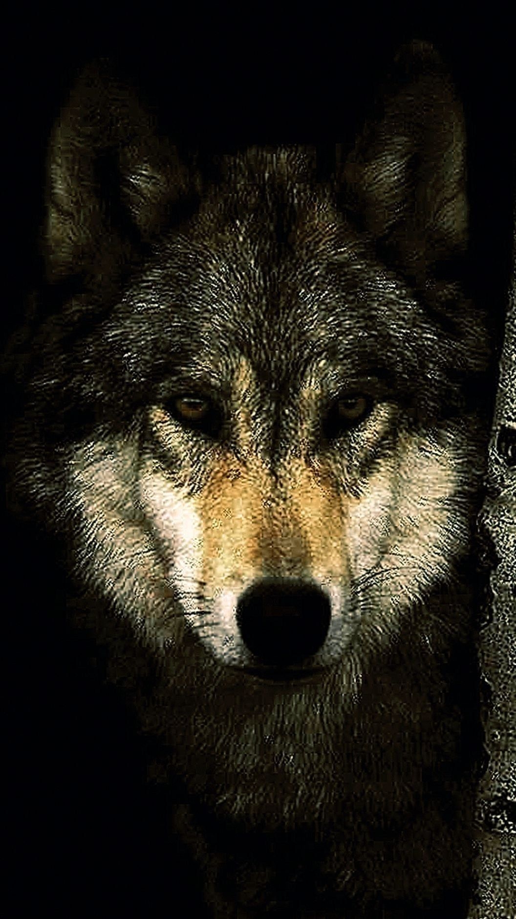 1060x1880 Lone Wolf Cell Phone Wallpaper Wallpaper.Pro, Phone