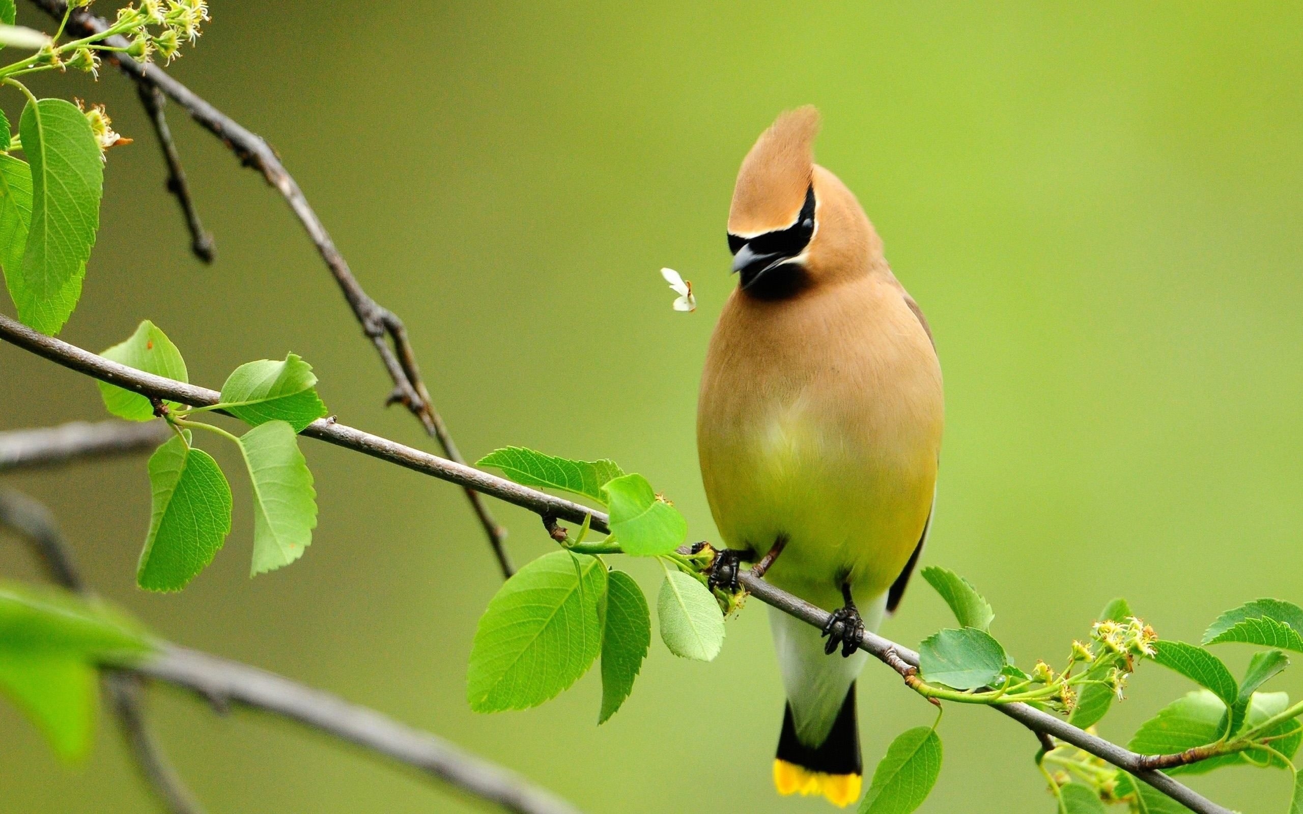 2560x1600 Cute Nature Birds Wallpaper HD, Desktop