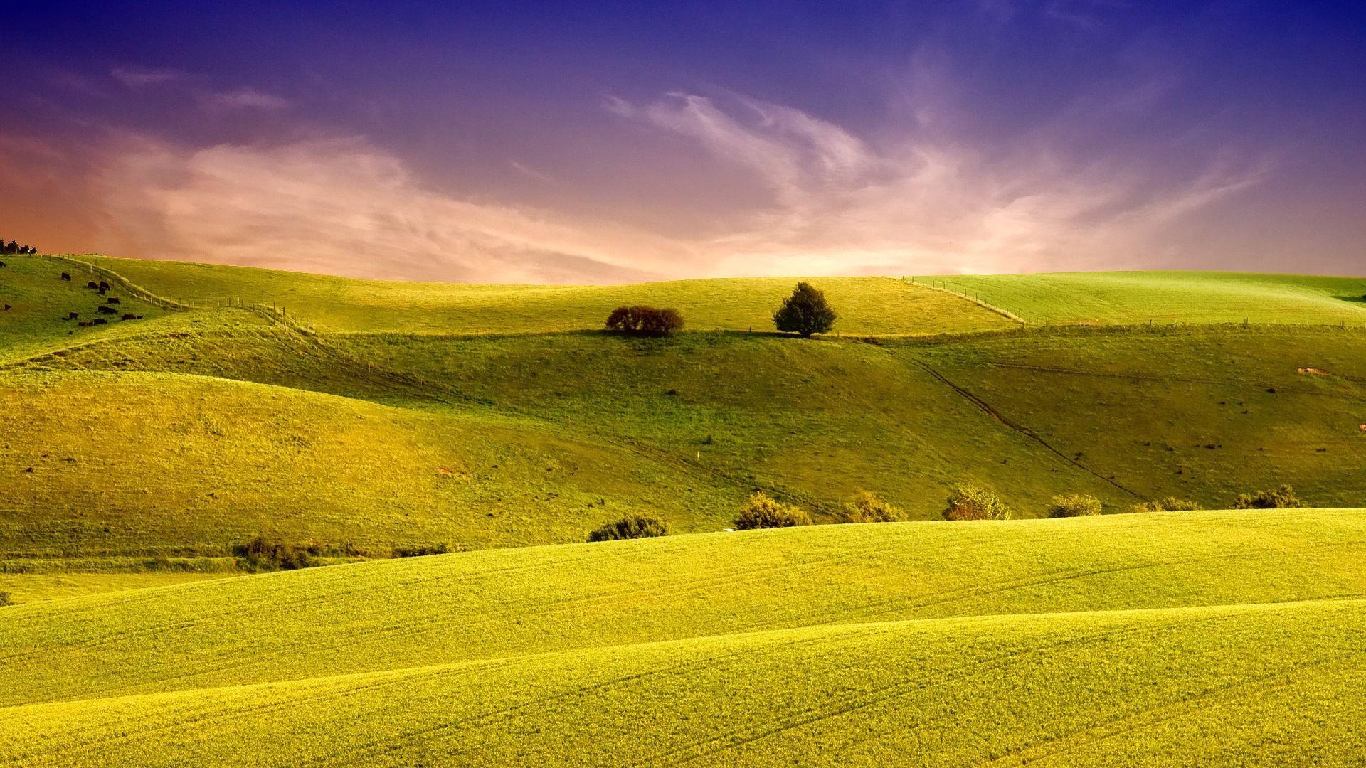 1920x1080 Green Green Meadow Wallpaper, Desktop