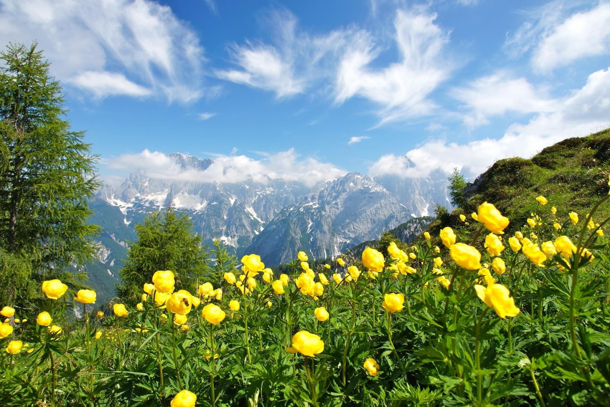 2050x1370 photography, Nature, Landscape, Summer, Wildflowers, Mountains, Desktop