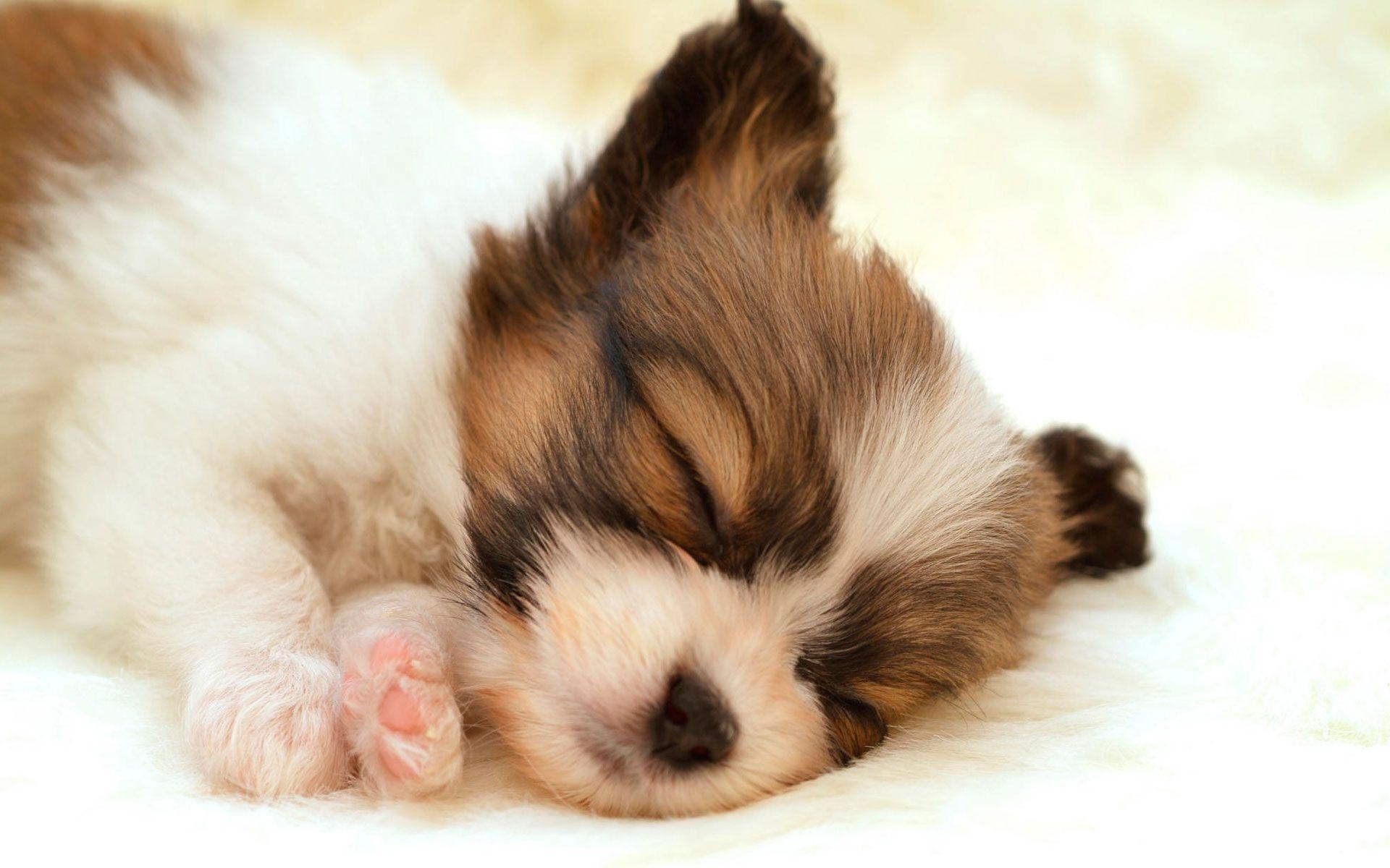 1920x1200 HD Puppy Wallpaper, Desktop