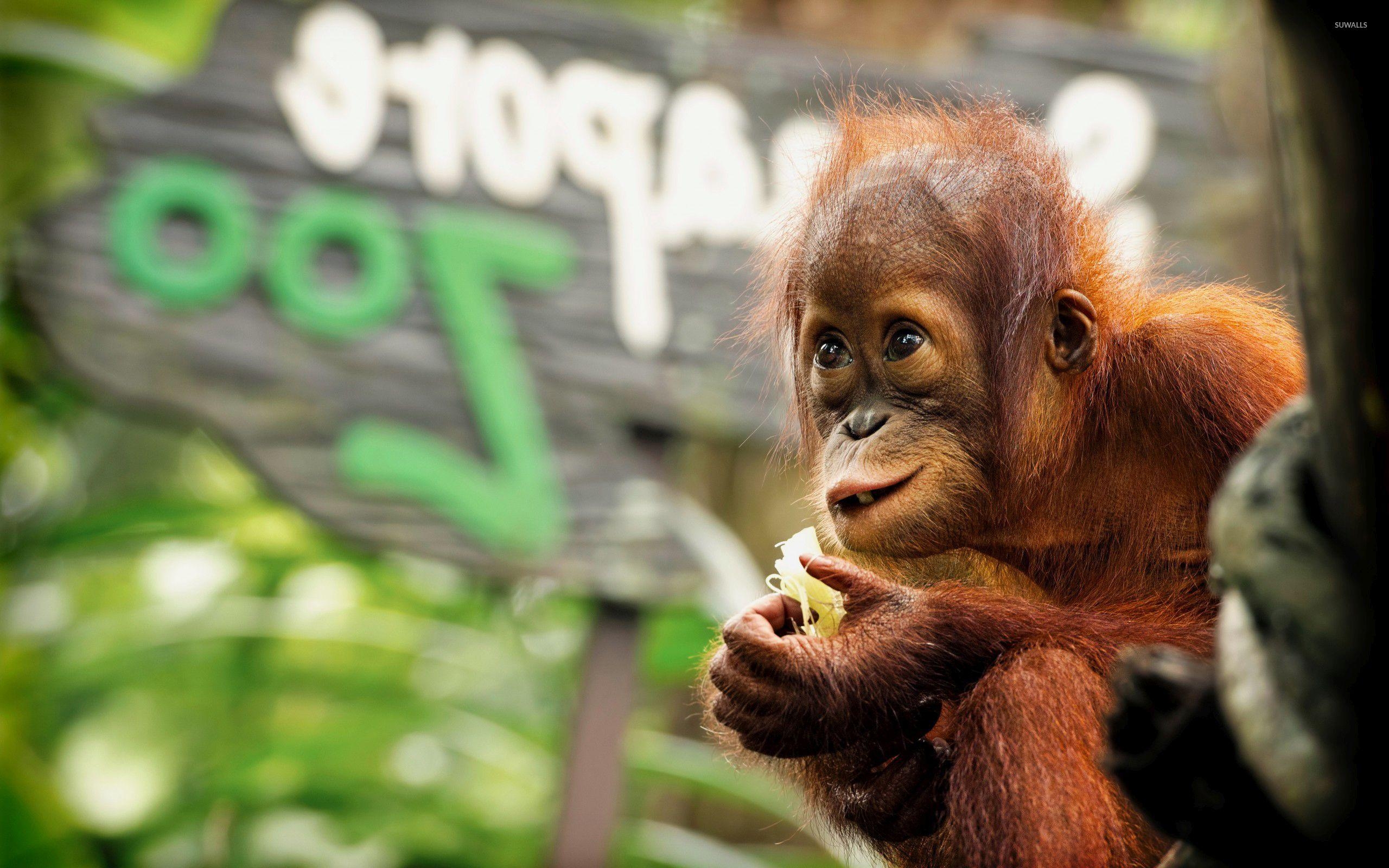 2560x1600 Baby Orangutan wallpaper wallpaper, Desktop