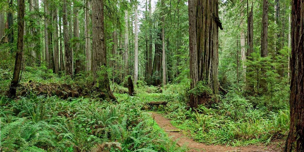 1280x640 Redwood National Park, Dual Screen