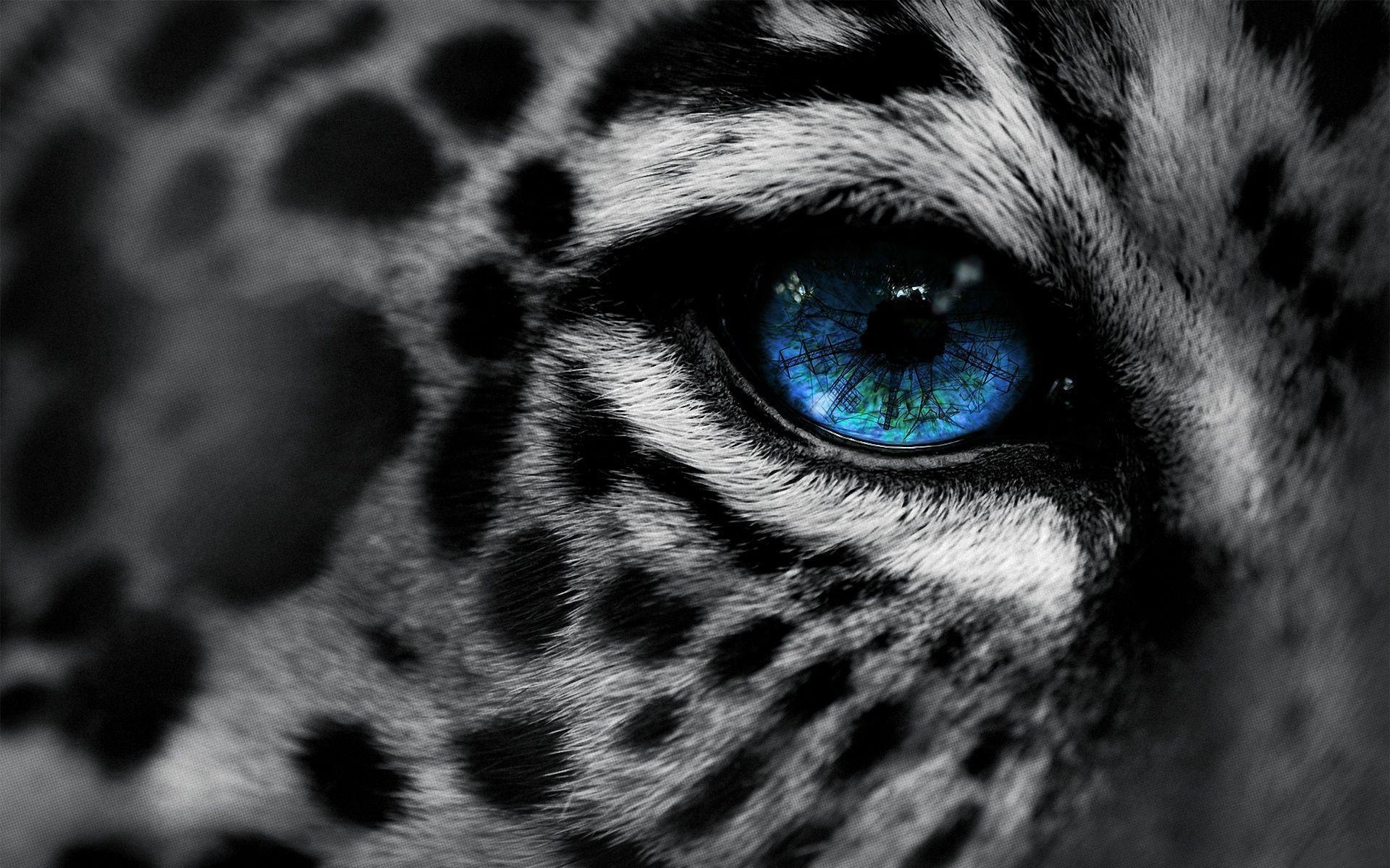 1920x1200 Snow Leopard Wallpaper Blue Eyes, Desktop