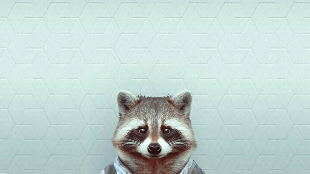 1030x580 Wallpaper Raccoon, Desktop