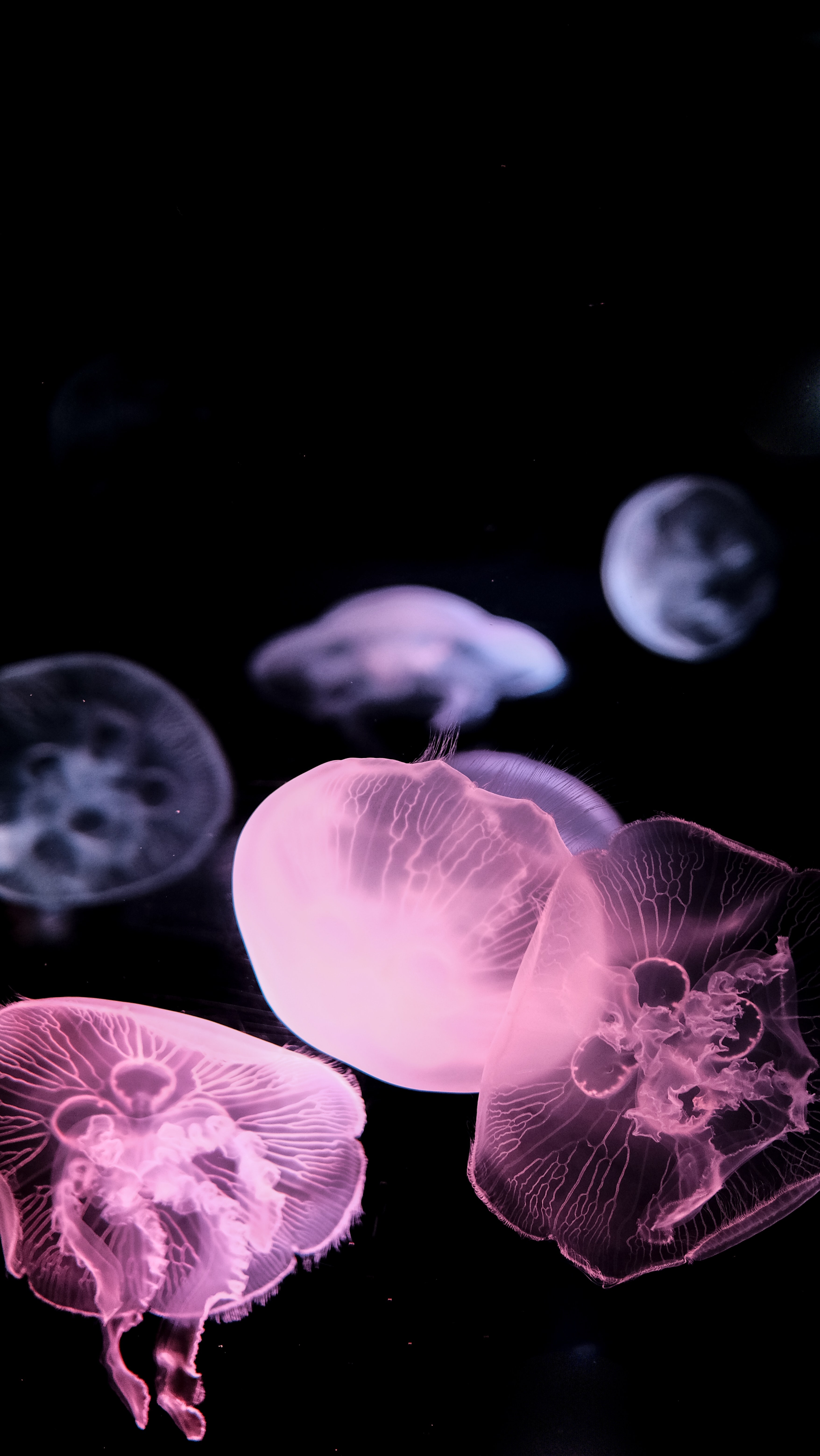 3520x6240 Download Jellyfish wallpaper for mobile phone, free Jellyfish HD picture, Phone