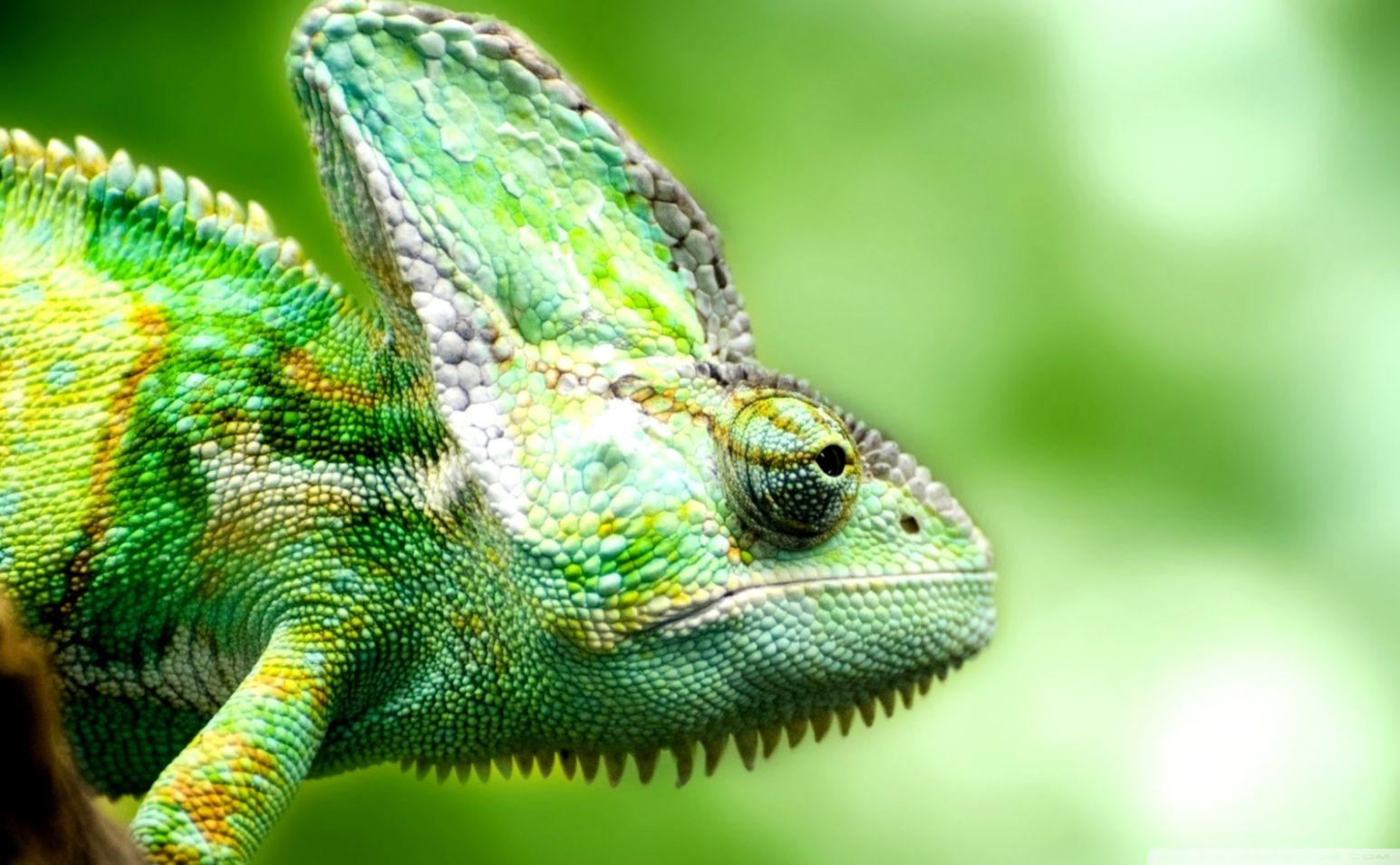 1550x960 Lizard Chameleon HD Wallpaper, Desktop