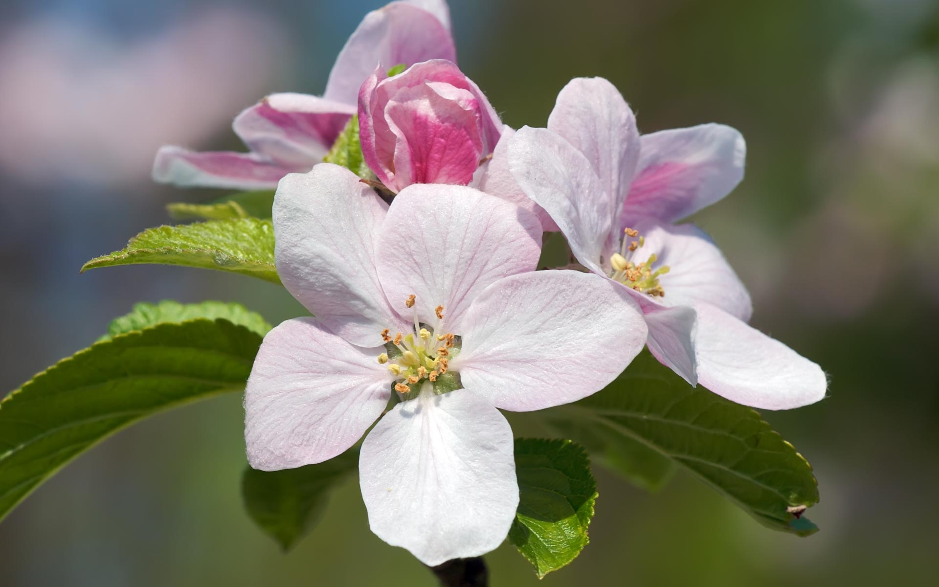 1920x1200 Background, blossom, pink, apple, flower, spring, wallpaper, flowers, tree, gallery, cute, Desktop