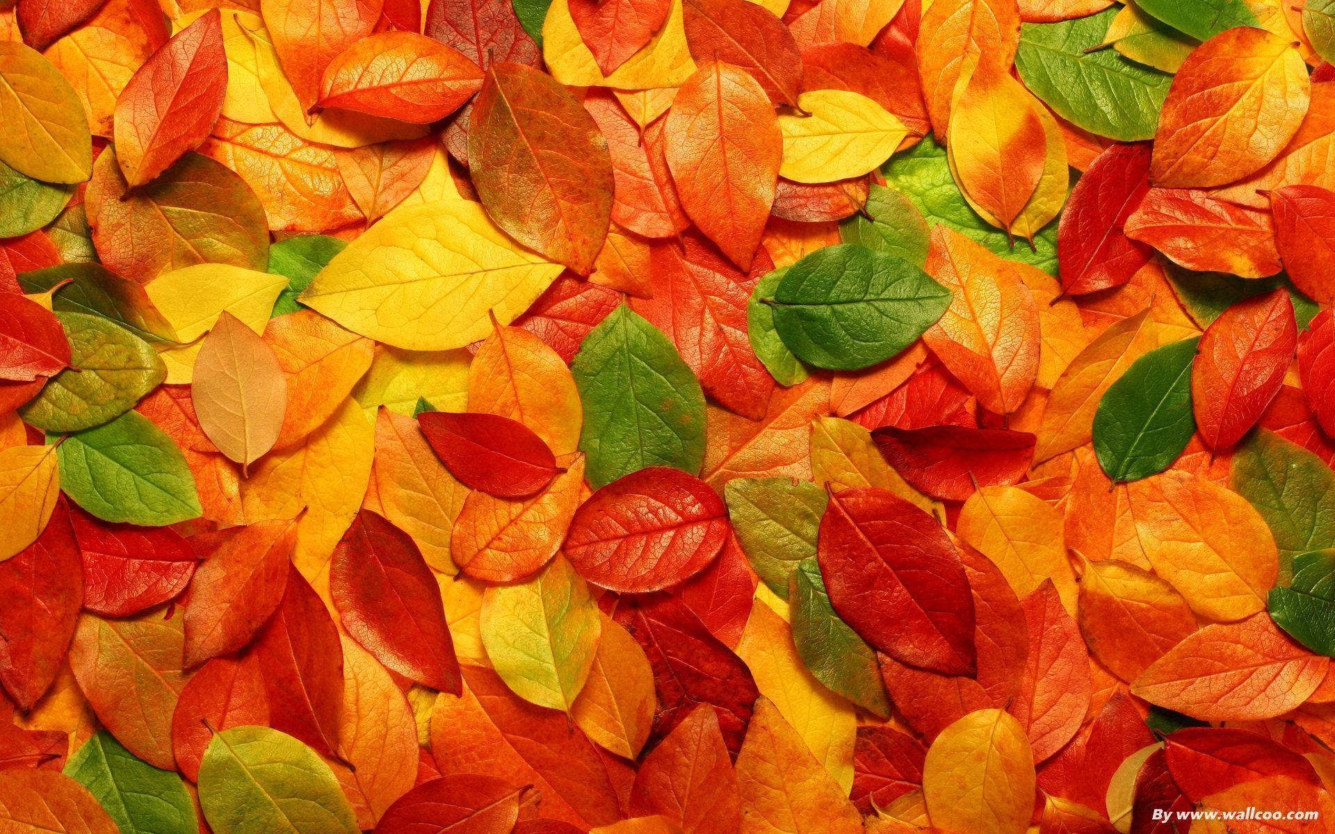 1920x1200 Wallpaper Red Leaf Beautiful Leaves Nature  HD Wallpape, Desktop