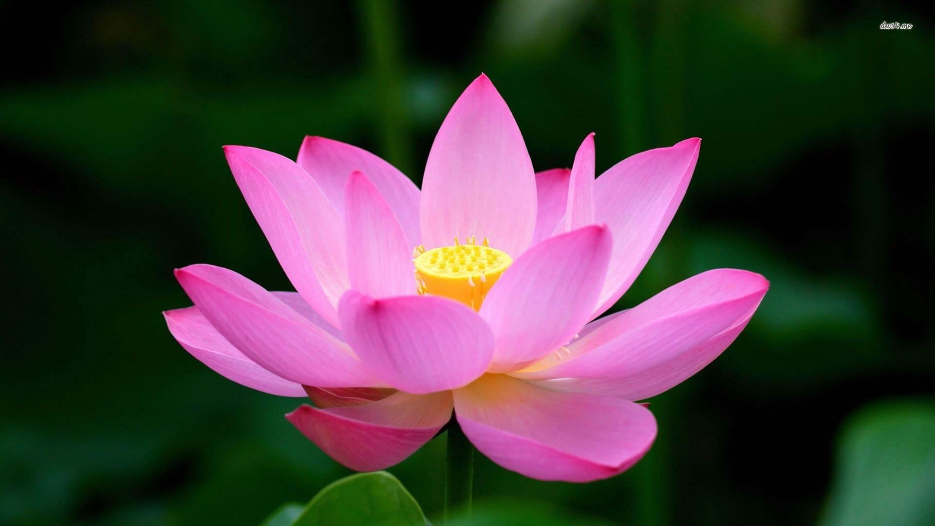 1920x1080 Pink Lotus Flower Wallpaper HD HD Wallpaper, Background Image, Desktop