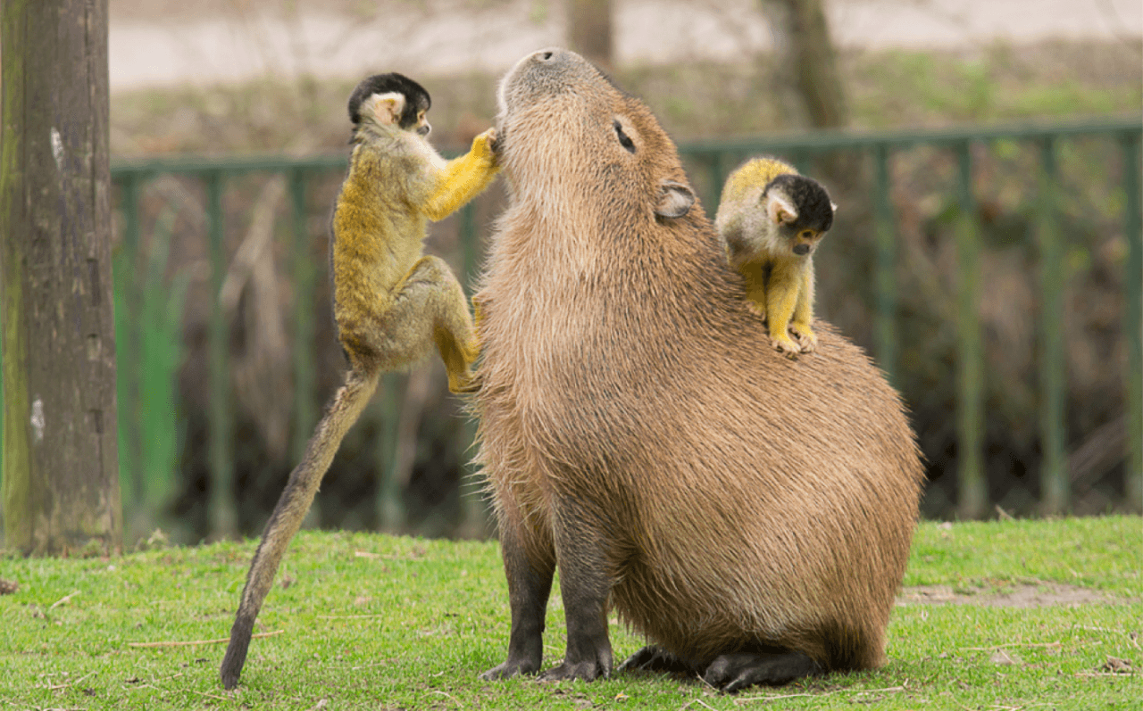 1280x800 Making friends with a Capybara, Desktop