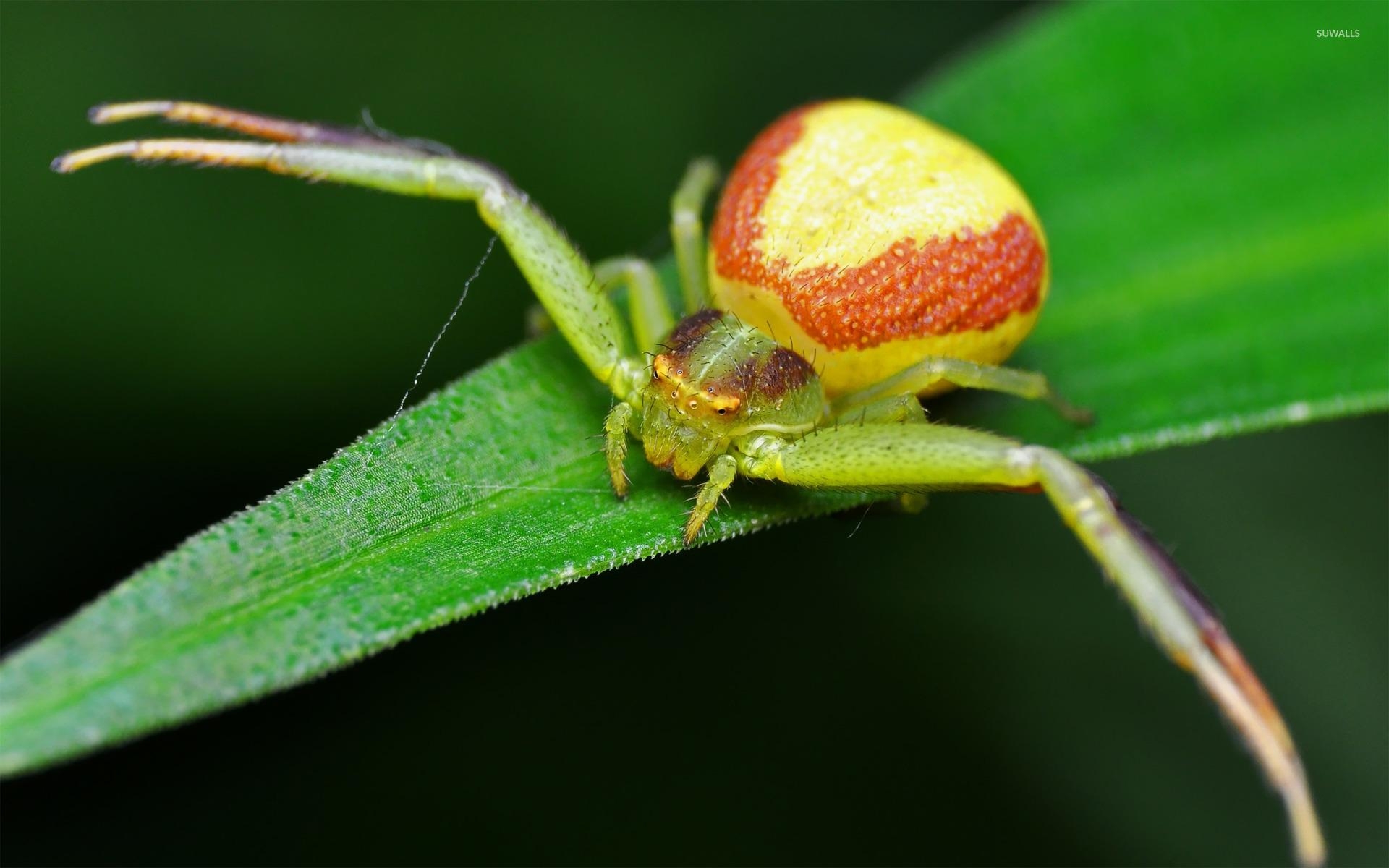 1920x1200 Crab Spider wallpaper wallpaper, Desktop