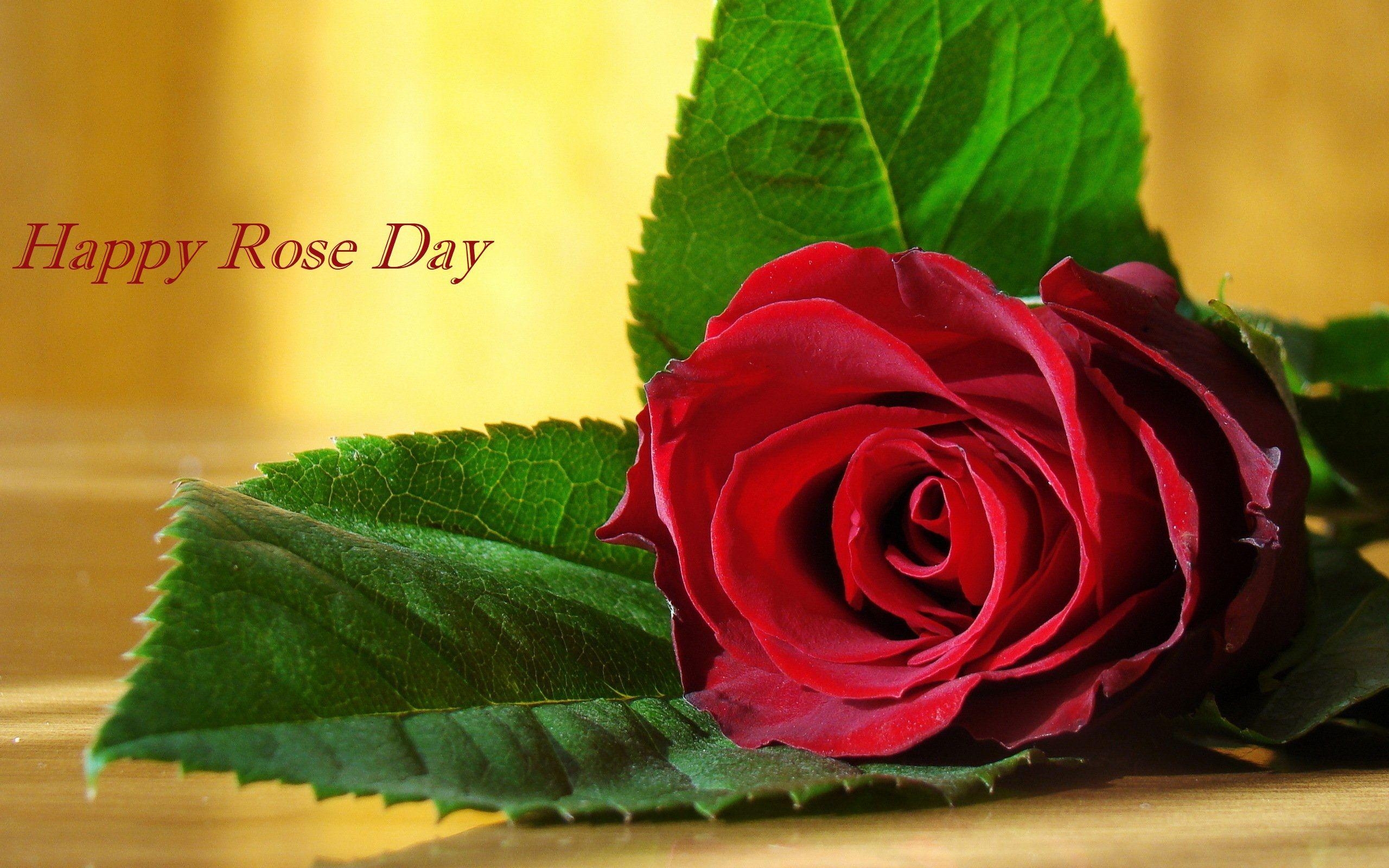 2560x1600 Happy Rose Day Greeting Picture HD Wallpaper Image, Desktop